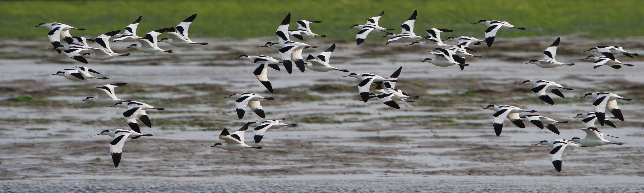 Avocets flying 3 - Arne.jpeg