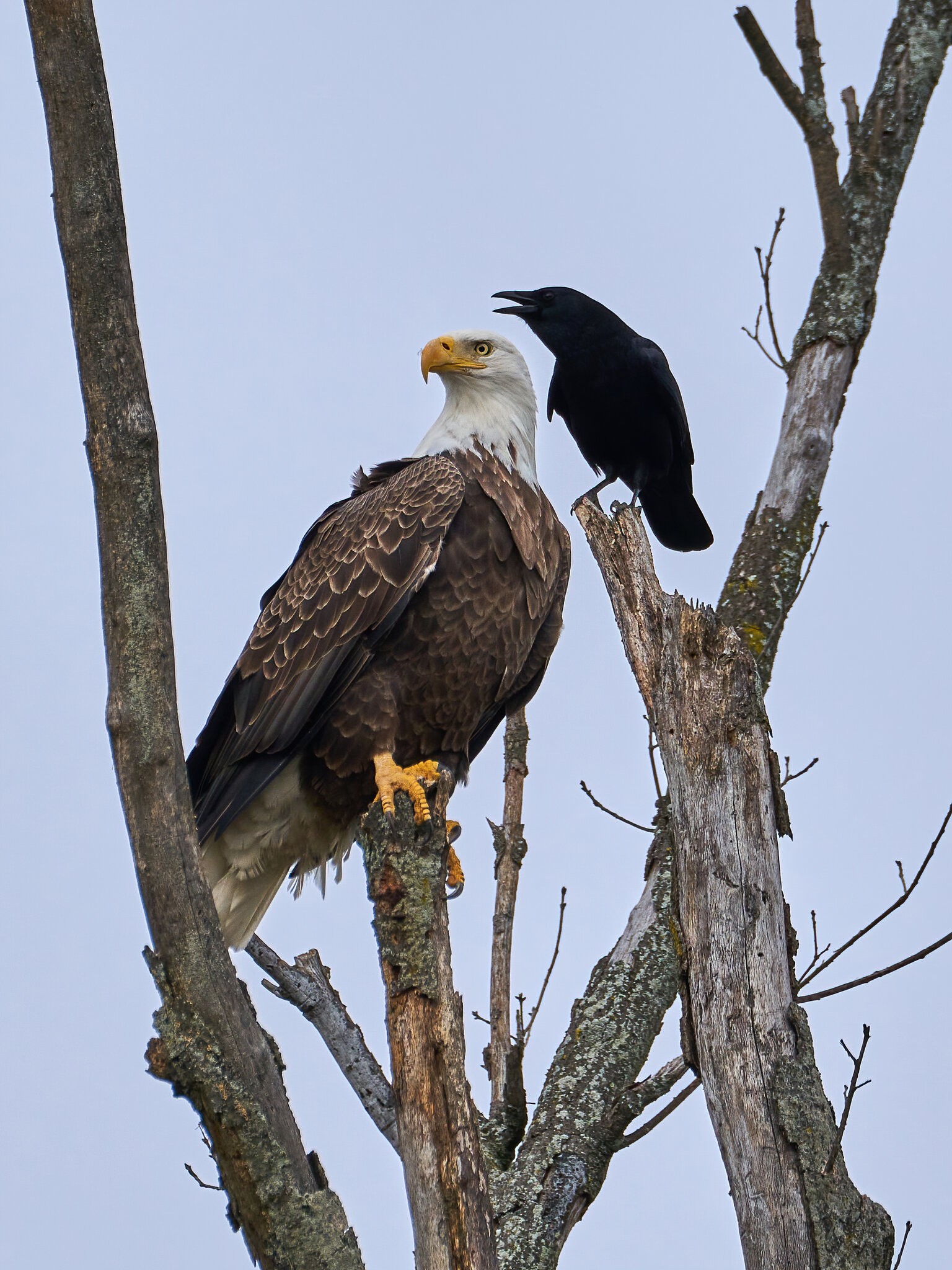 Bald Eagle - Home - 11152020 - 01 - dn.jpg | Sony Alpha Forums ...