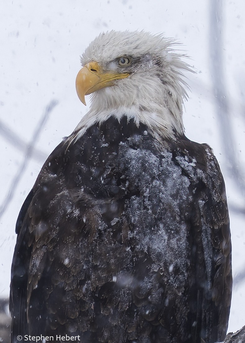 Bald Eagle_BLNC_02_15_25b (1 of 1).jpg