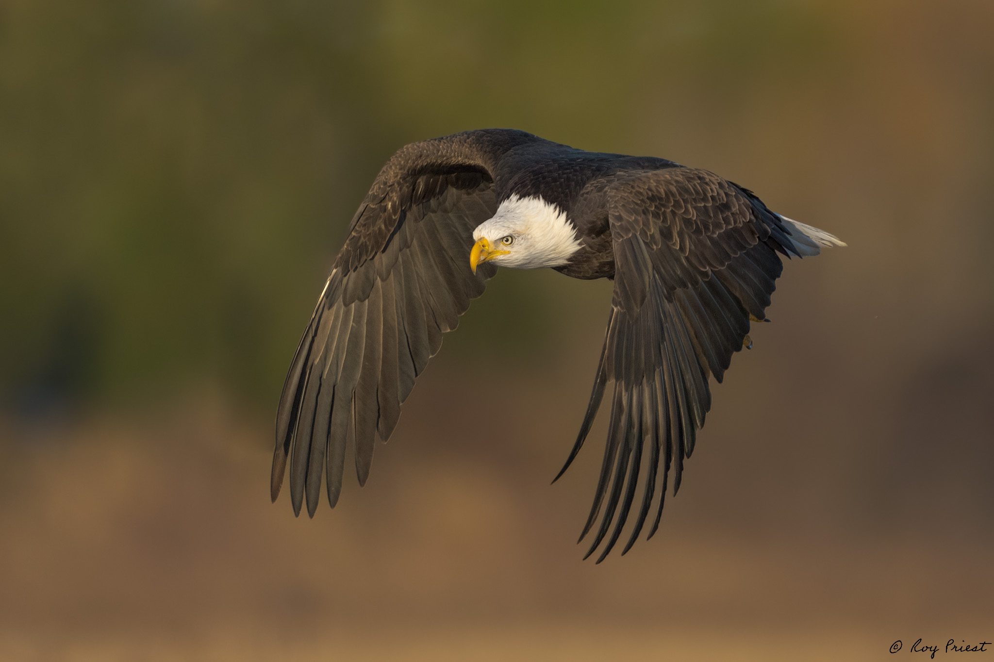 BaldEagle-ROY-A1-1333.jpg