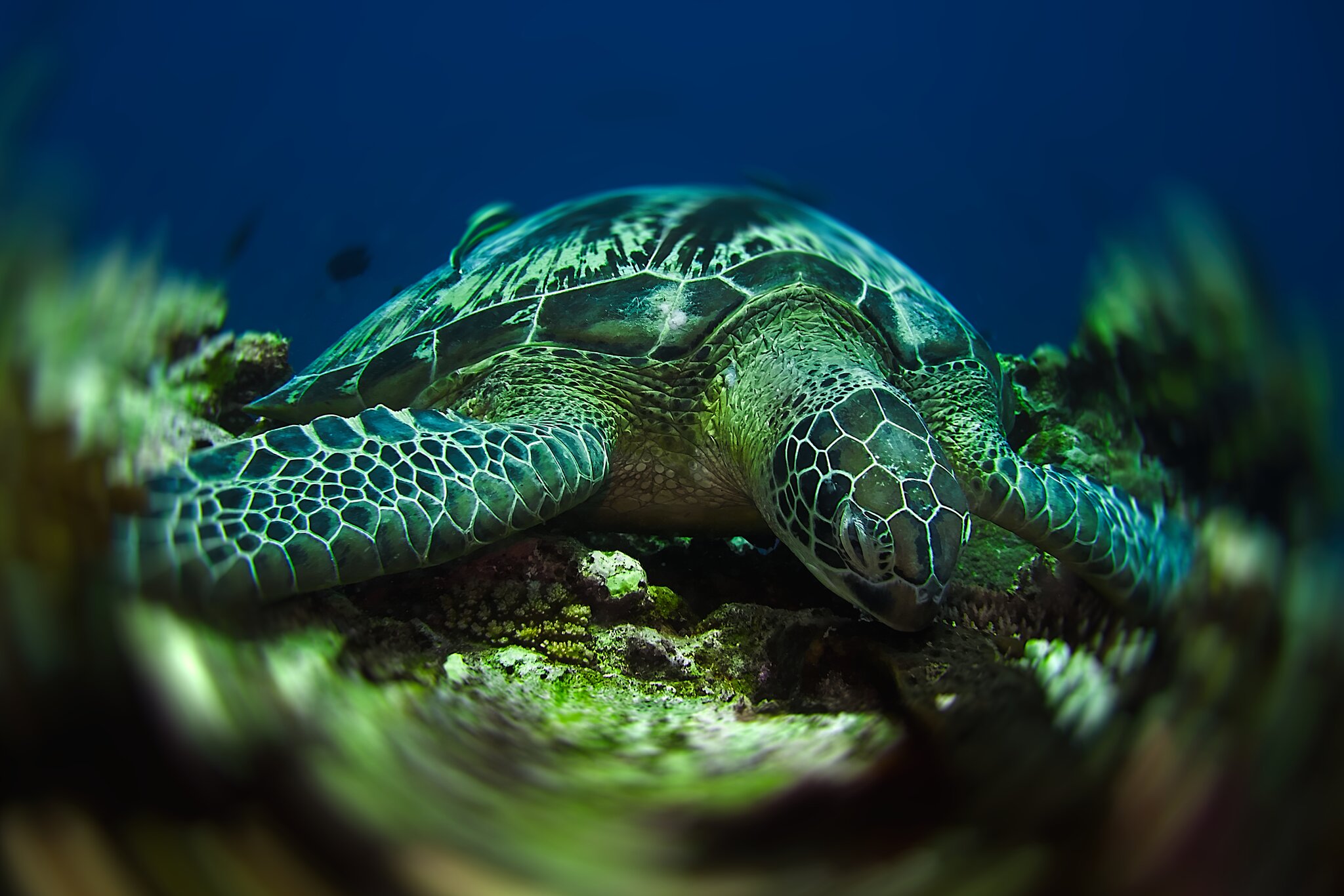 Bali Gili 2022 Turtle 5.jpg