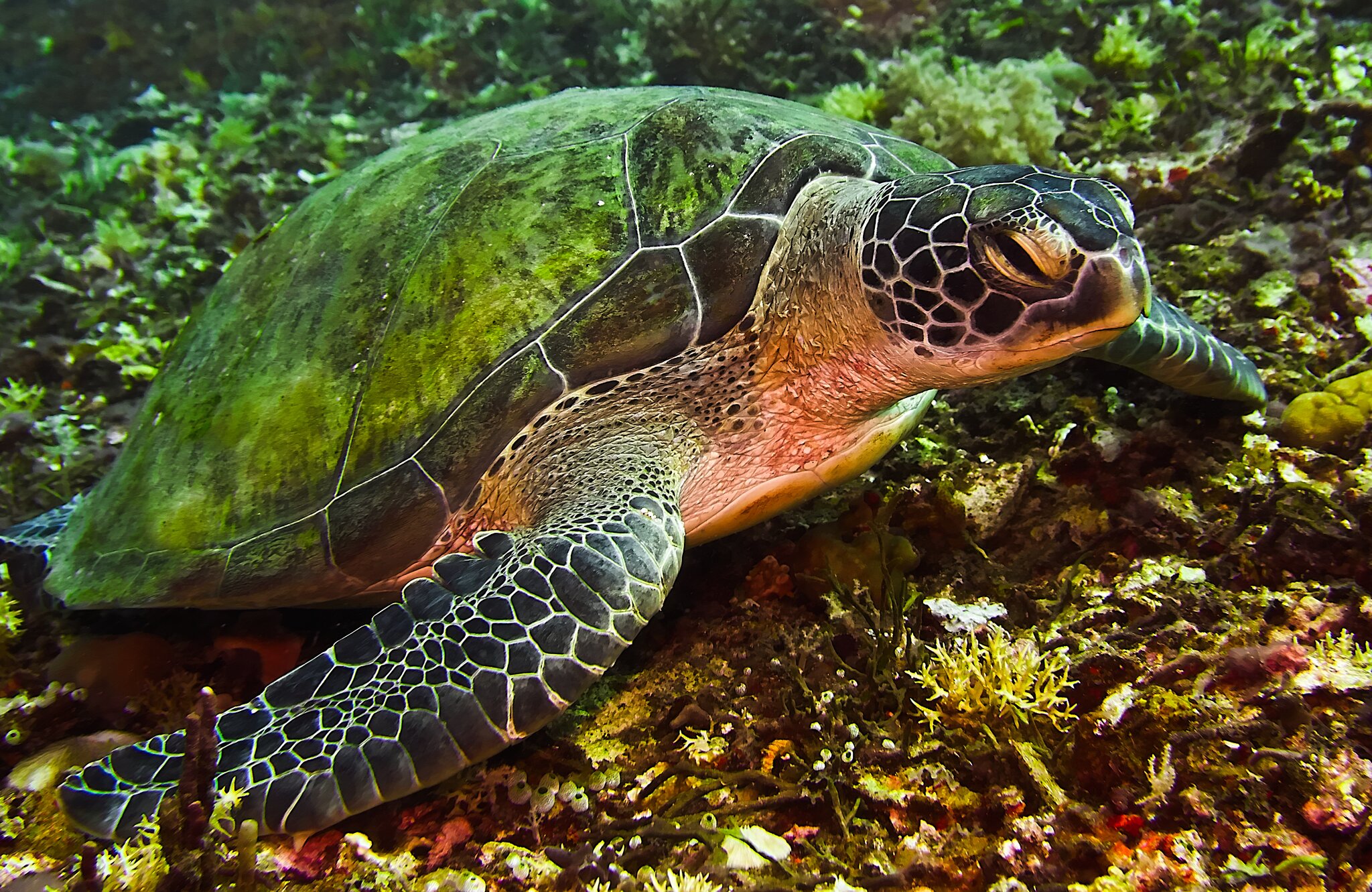 Bali Gili 2022 Turtle 8.jpg