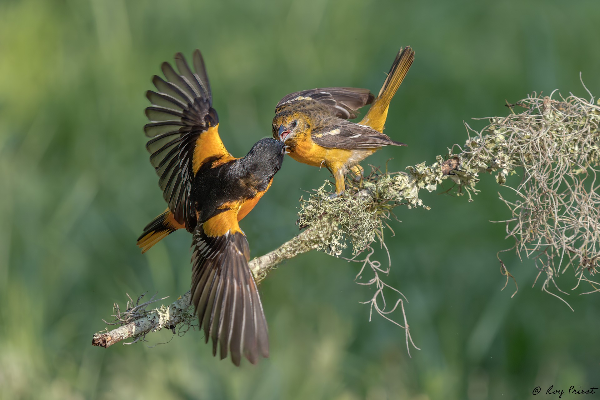 Baltimore Oriole_RP22853-Enhanced-NR-Recovered.jpg