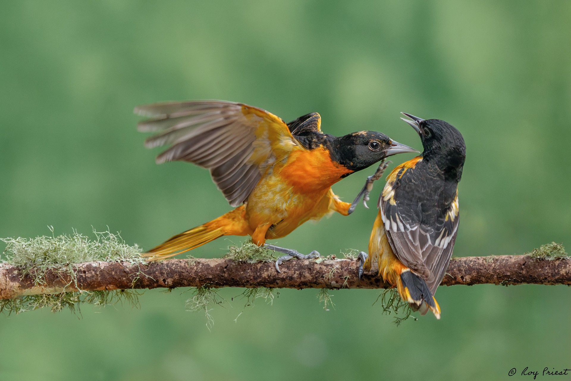 Baltimore Oriole_RP25932-Enhanced-NR-Edit.jpg