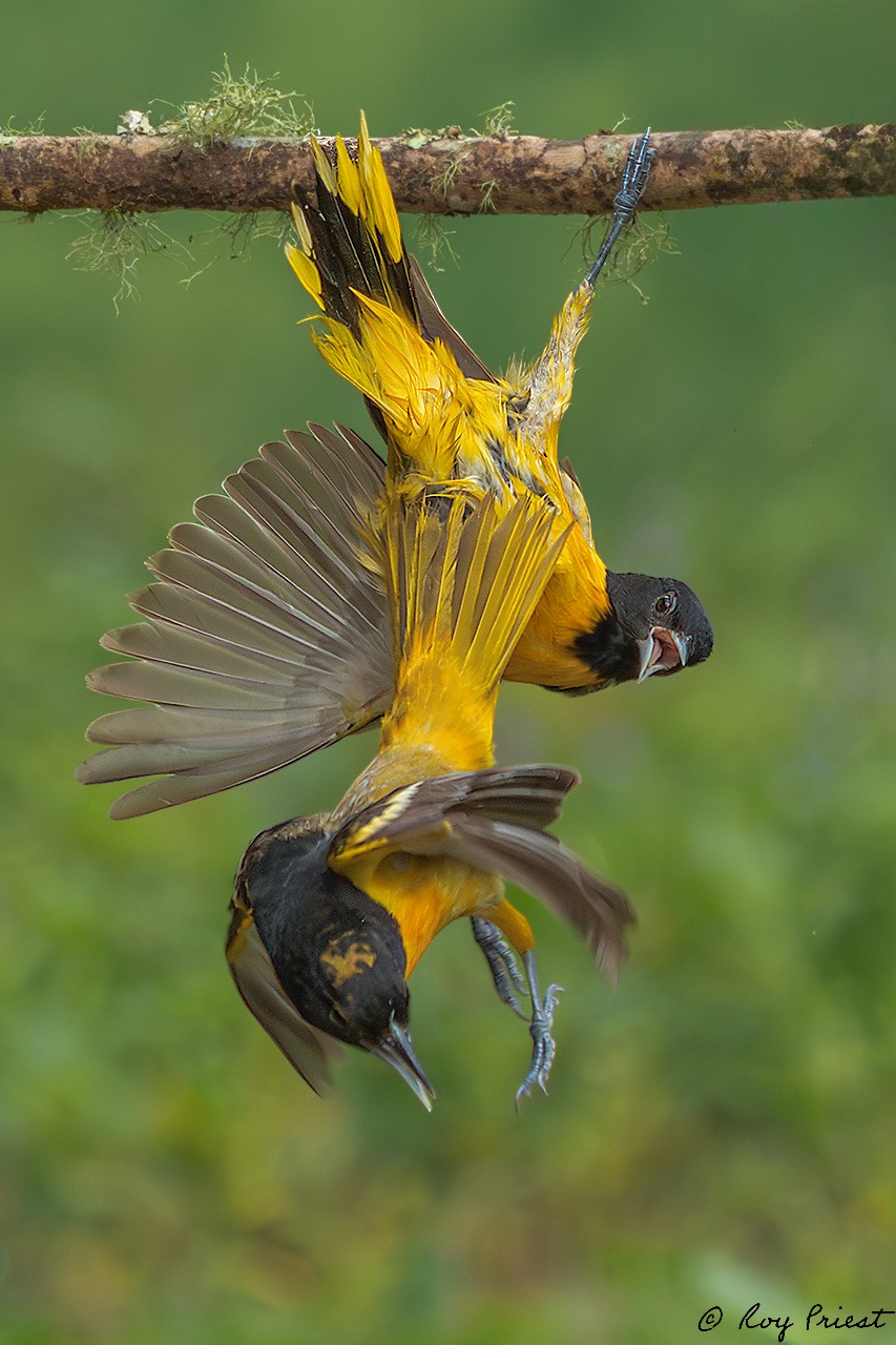 Baltimore Oriole_RP25949.jpg