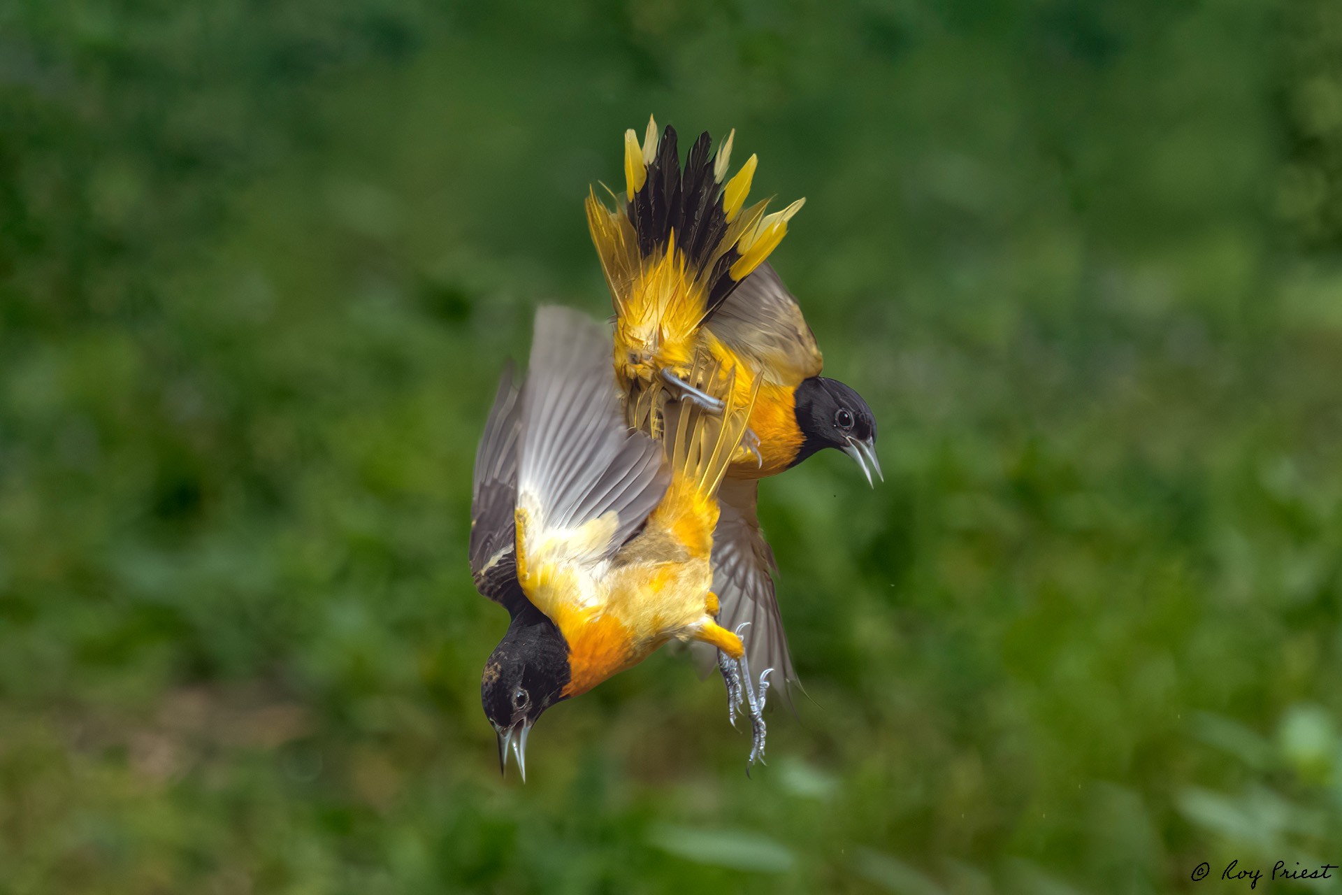 Baltimore Oriole_RP25951-Enhanced-NR-Edit.jpg