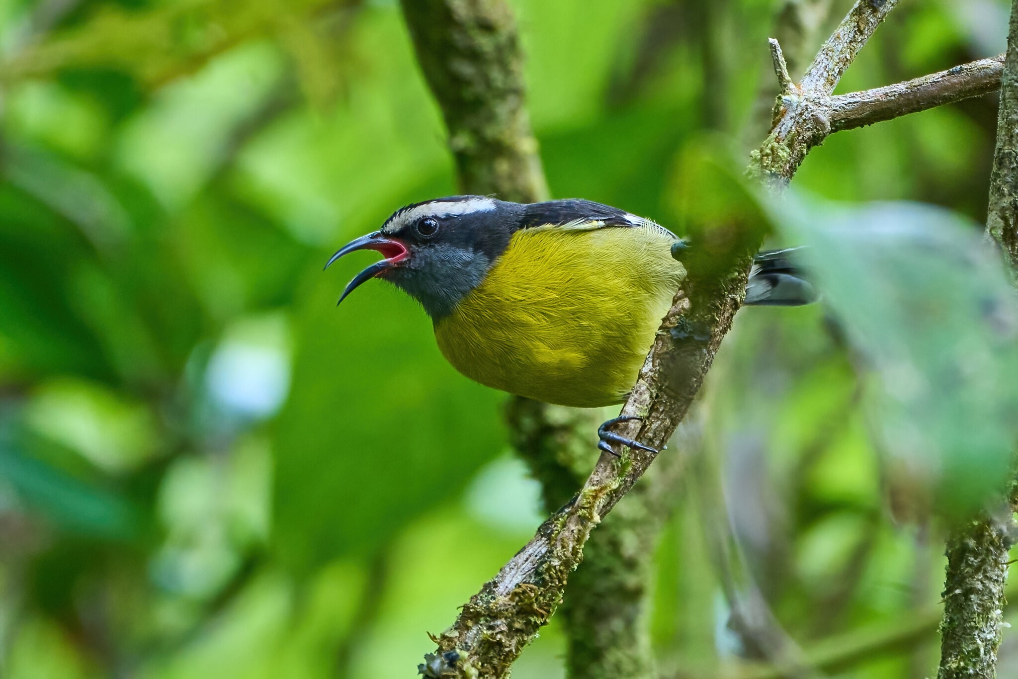 Bananaquit - Luquillo PR - 03072023 - 03-DN.jpg