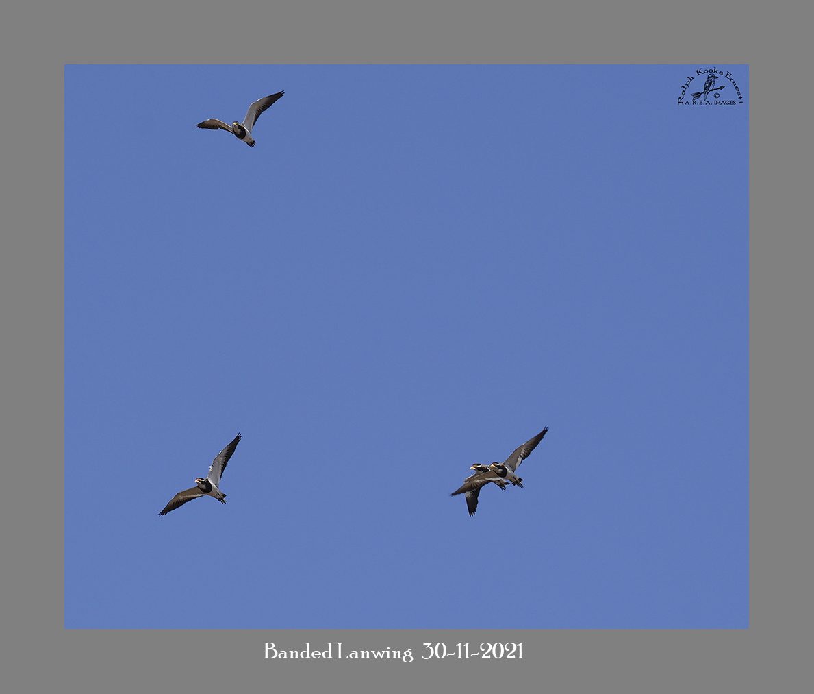 Banded Lapwing 30-11-2021.JPG