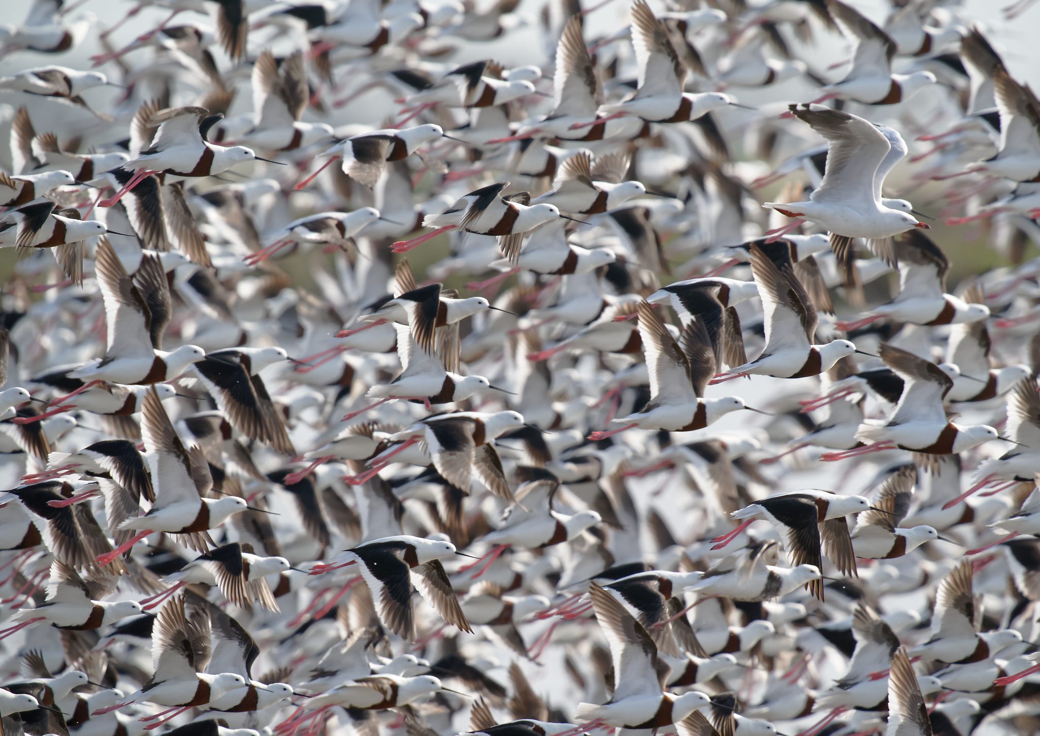 Banded Stilts IF (18).jpg