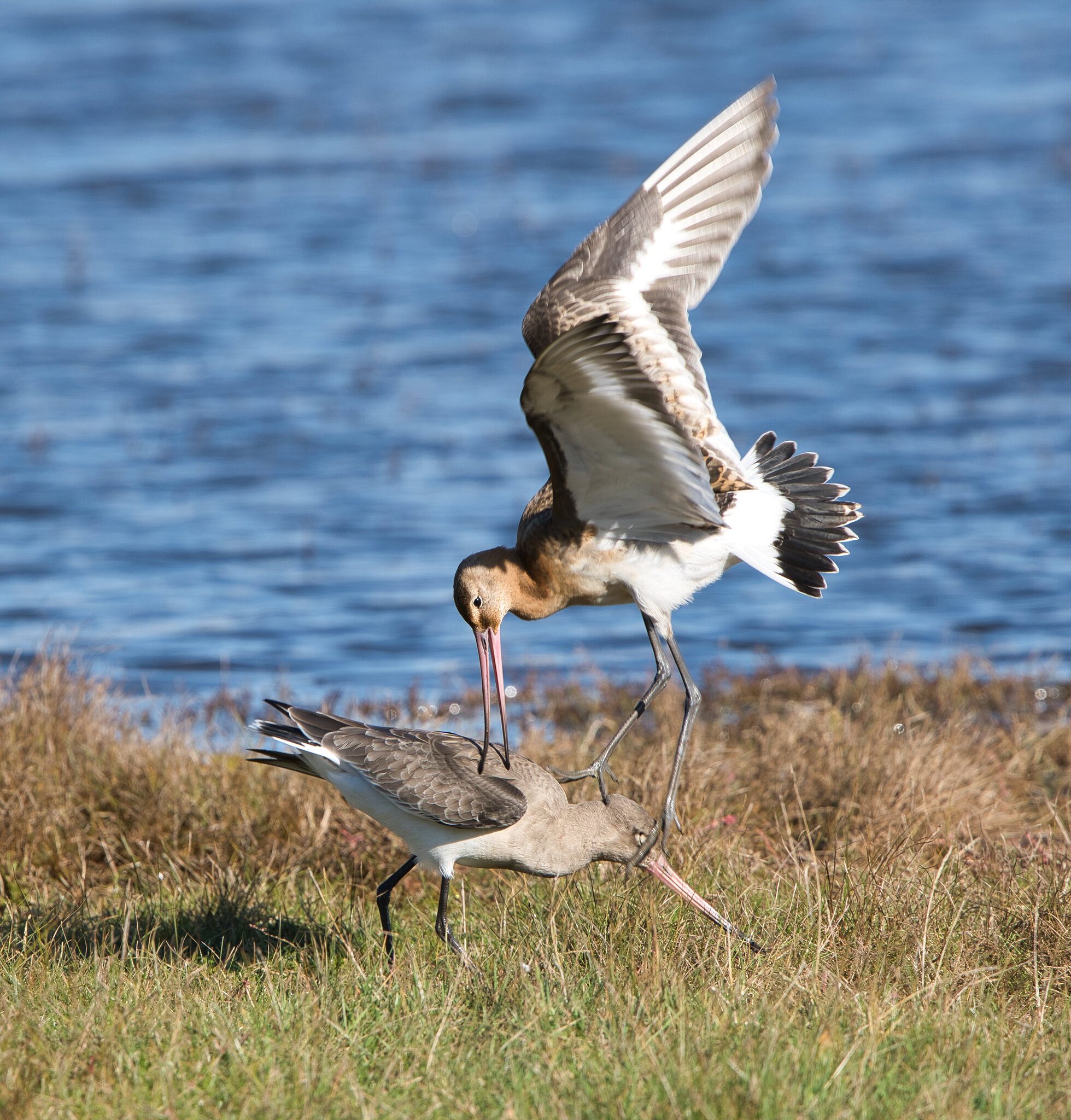 Bar Tailed Godwits fighting DSC05288.jpeg