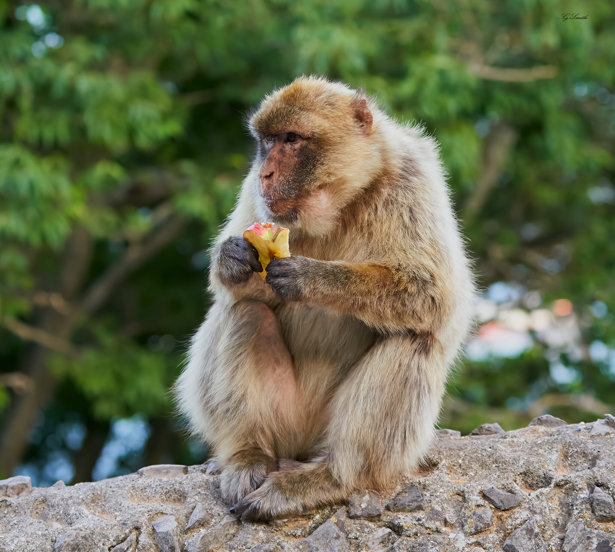 barbary ape 2022 4.jpg