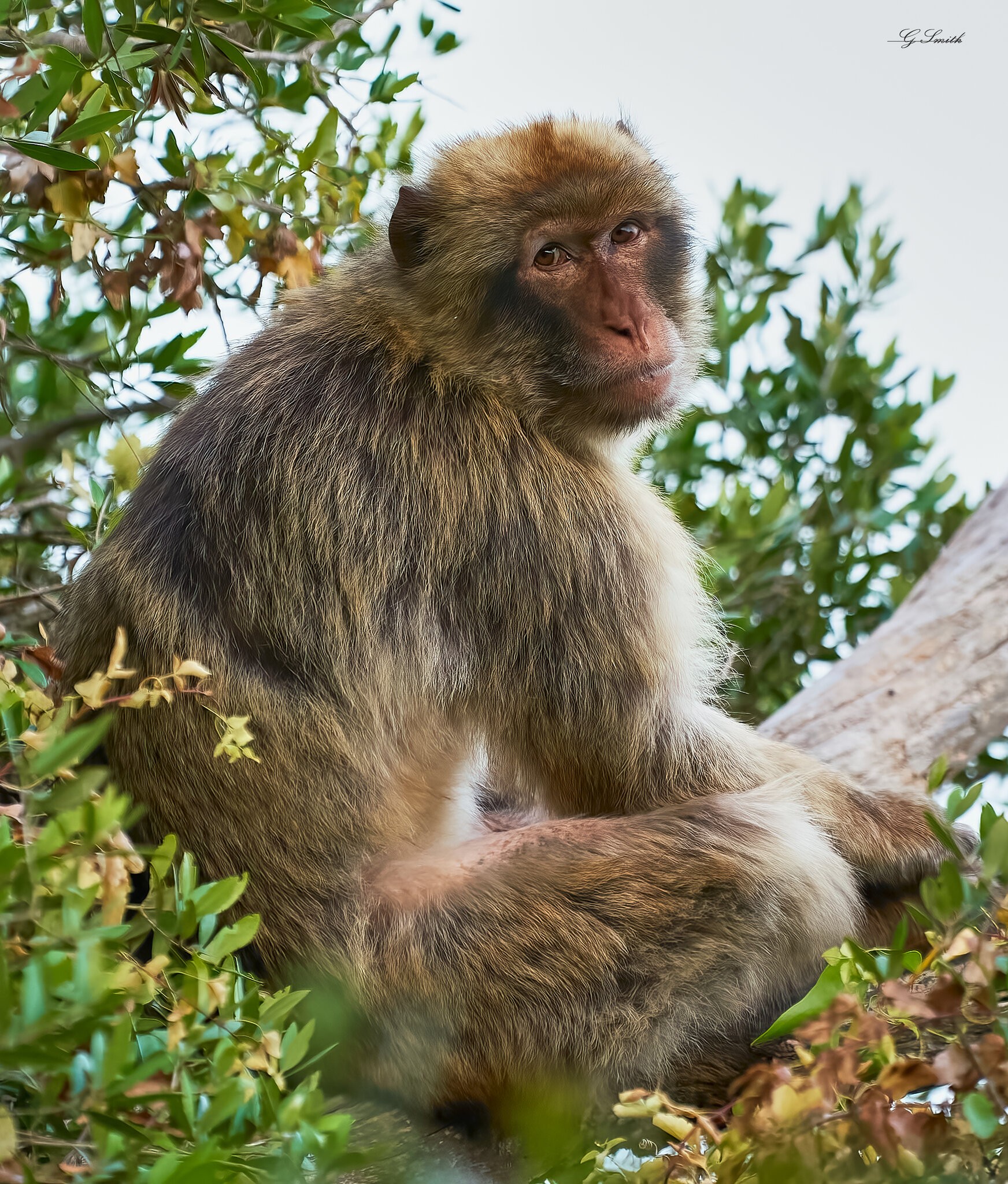 barbary ape 2022 8.jpg