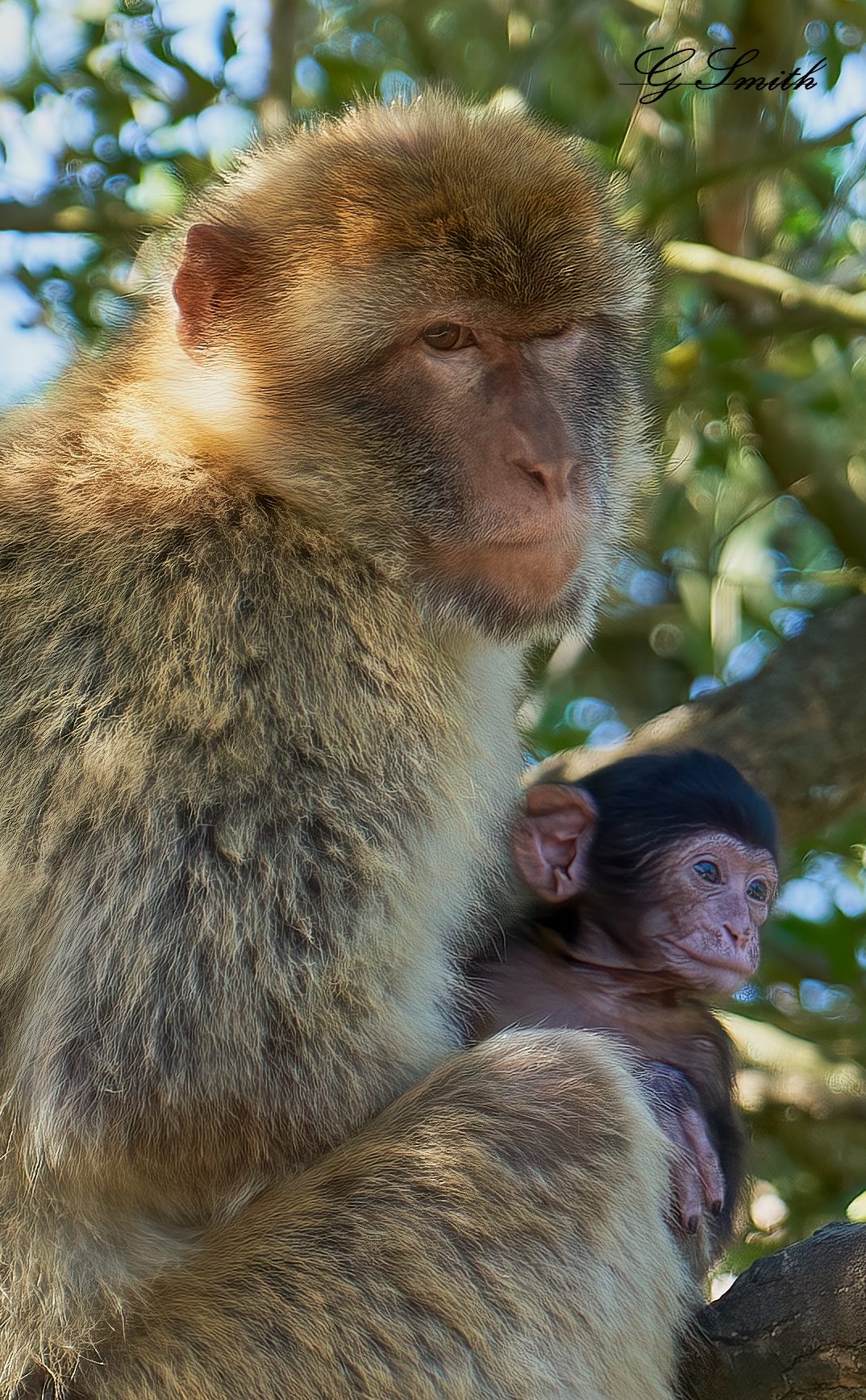 barbary apes 2019 1.jpg