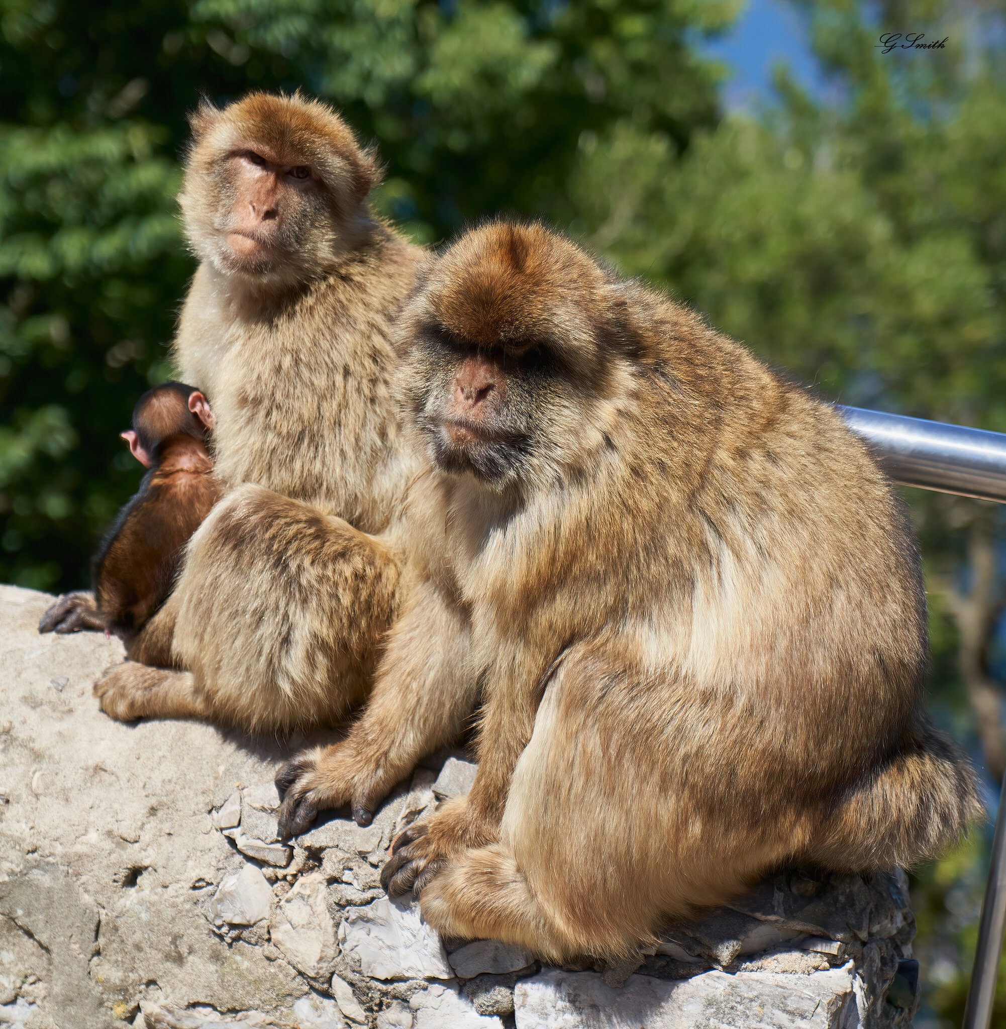 barbary apes 2019 3.jpg