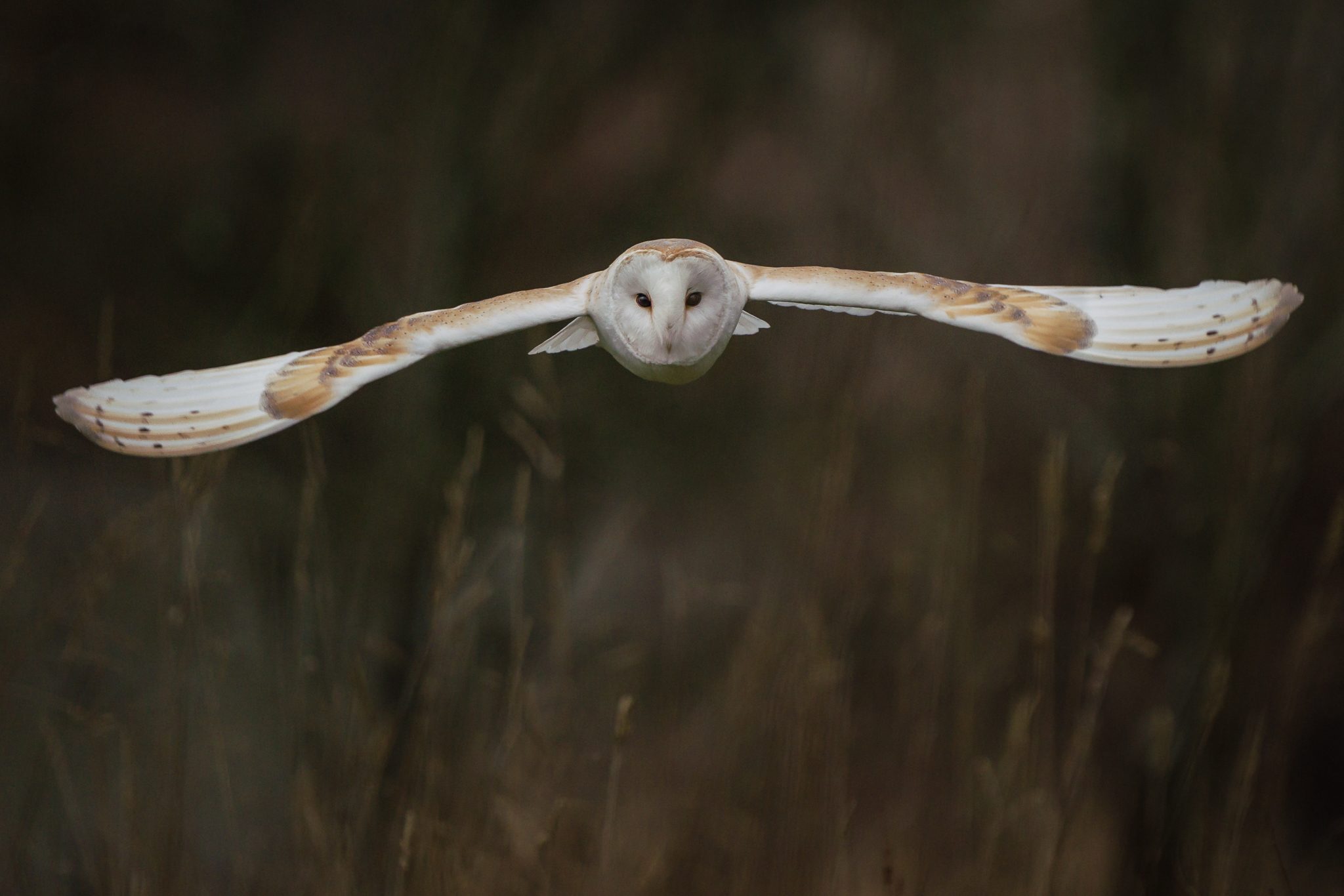 Barn Owl Tyto Alba ♂ (1 of 1).jpg