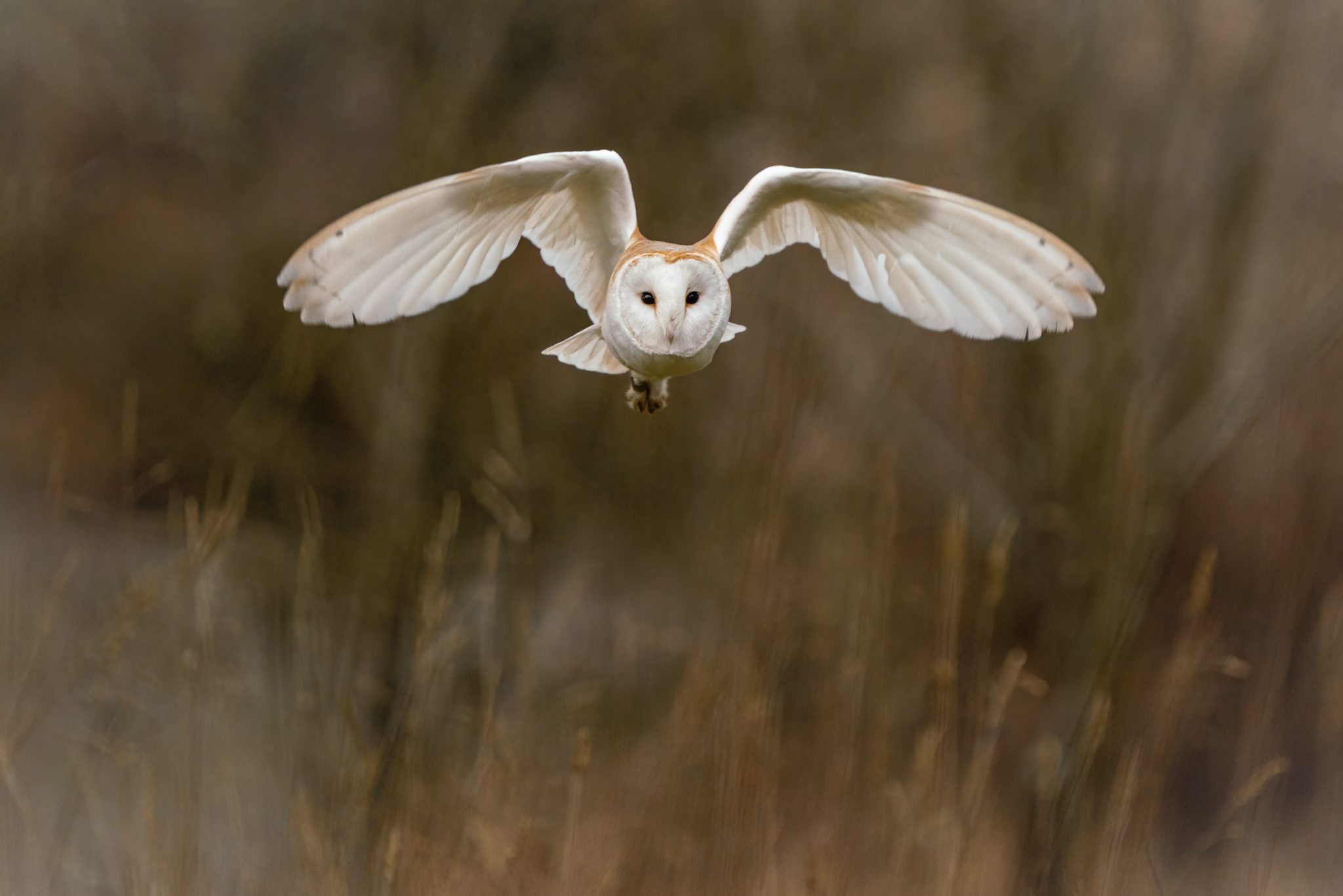 Barn Owl Tyto Alba ♂ (1 of 1).jpg