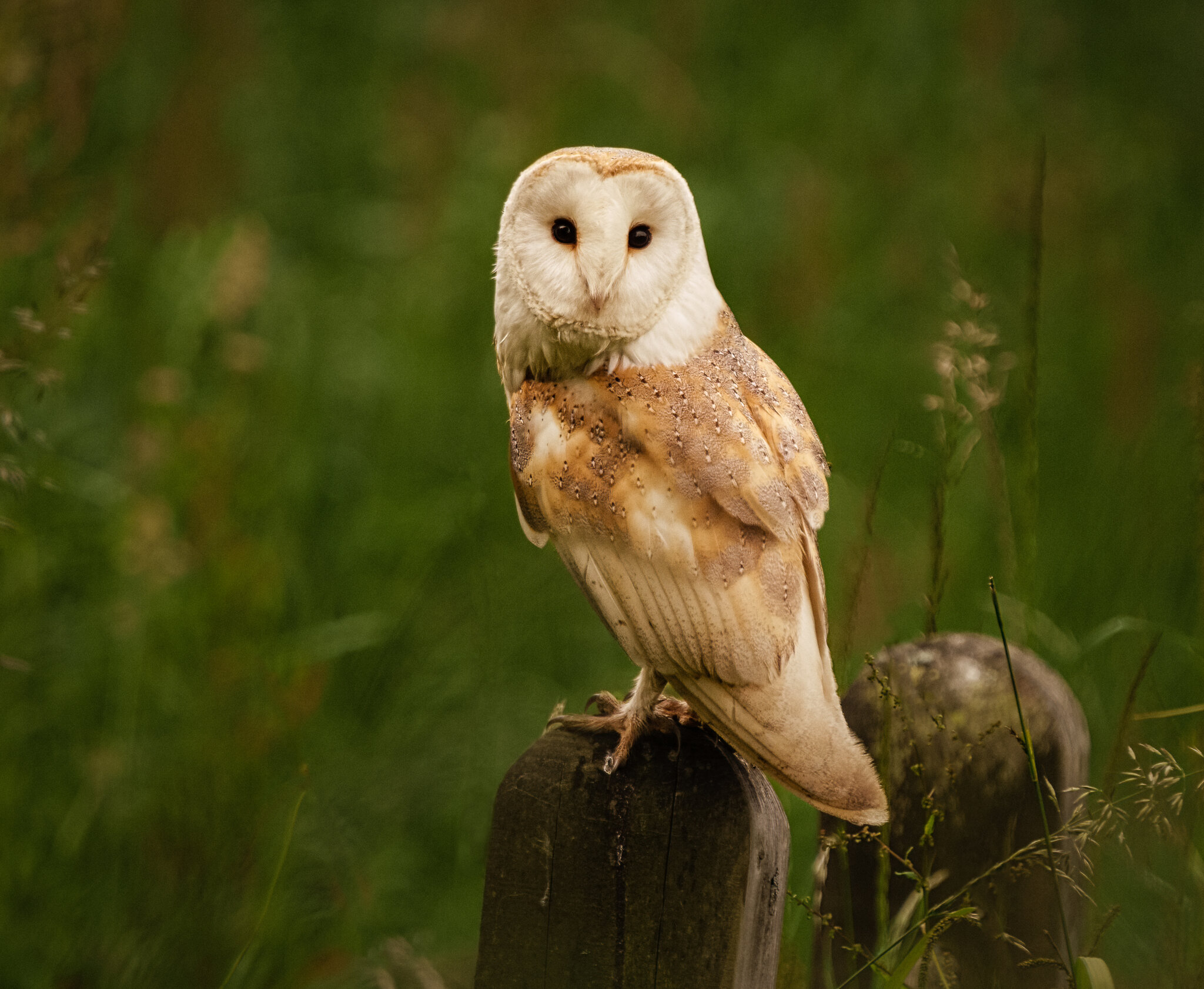 Barn Owl Tyto Alba-2.jpg