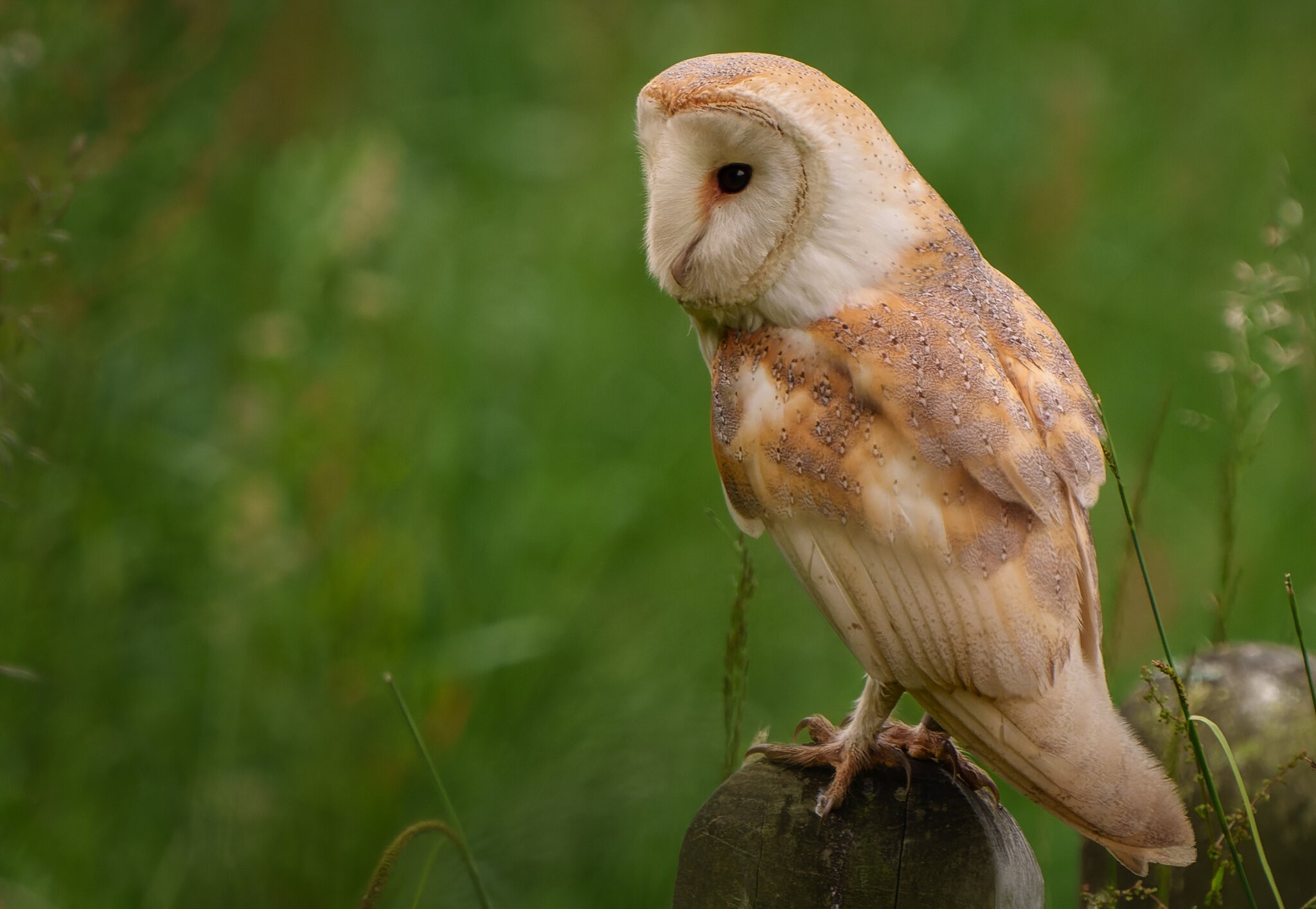 Barn Owl Tyto Alba.jpg