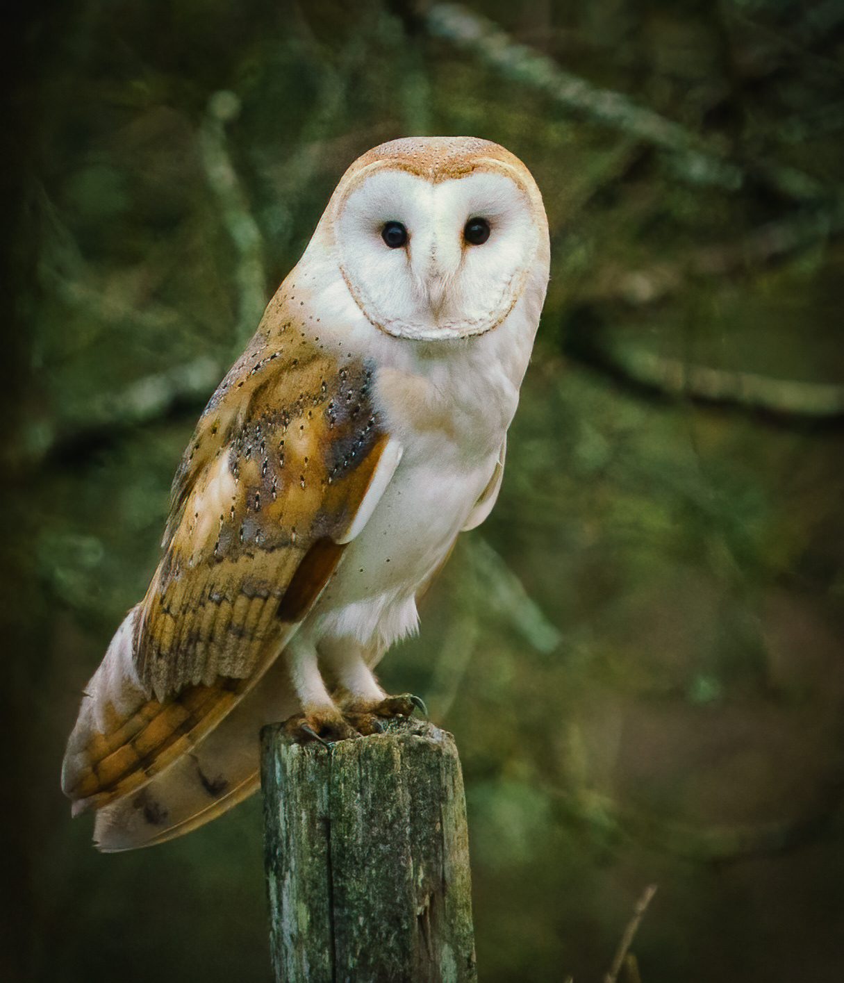 Barn Owl Tyto Alba Sony Alpha Forums