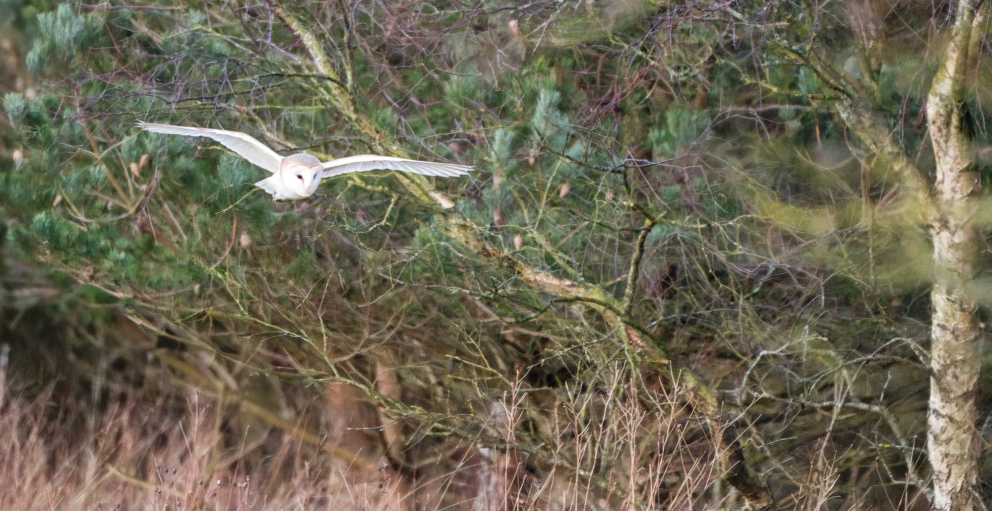 Barn Owl WatchTree-2.jpg