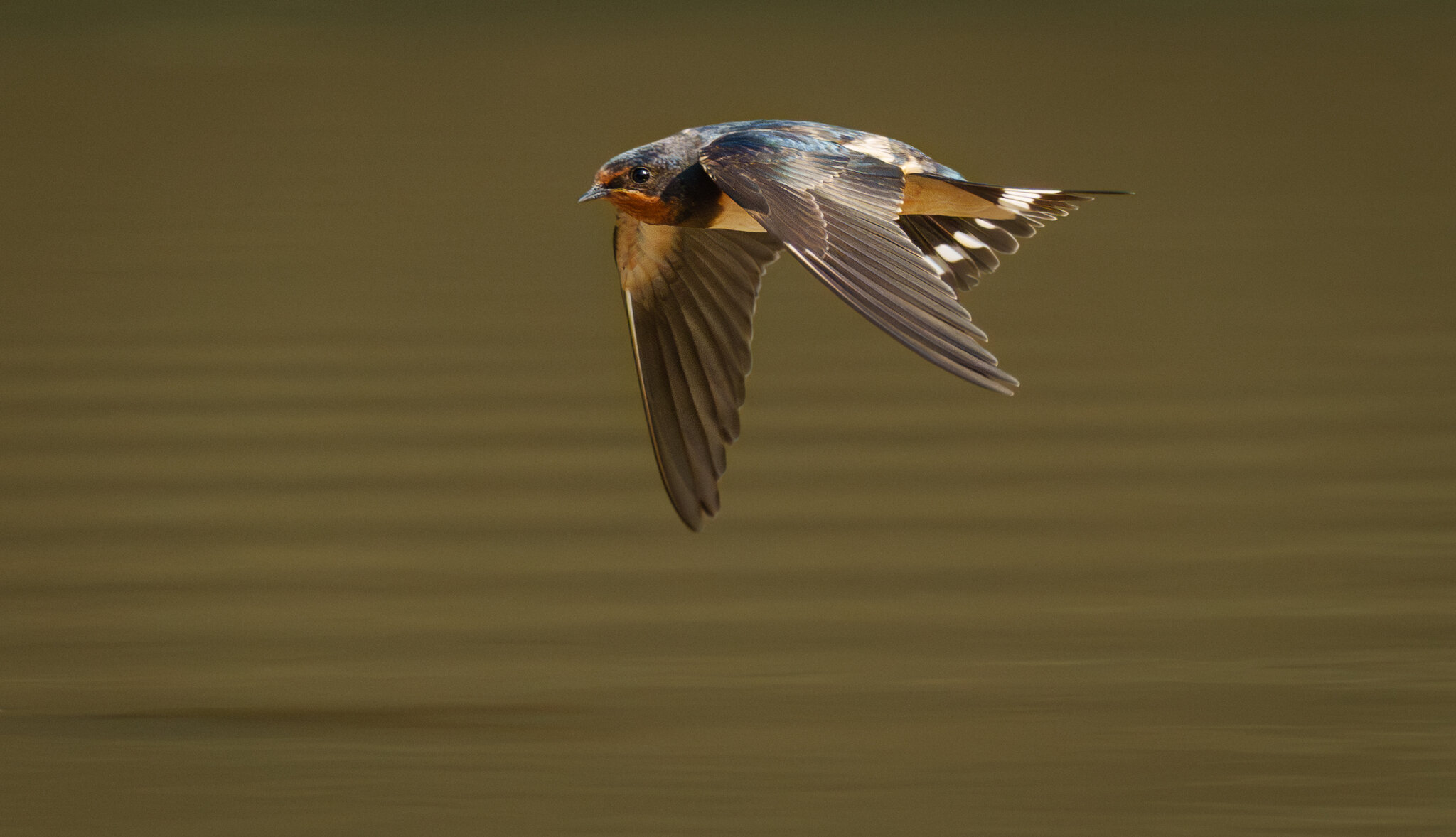 Barn swallow (1 of 1)-2.jpg