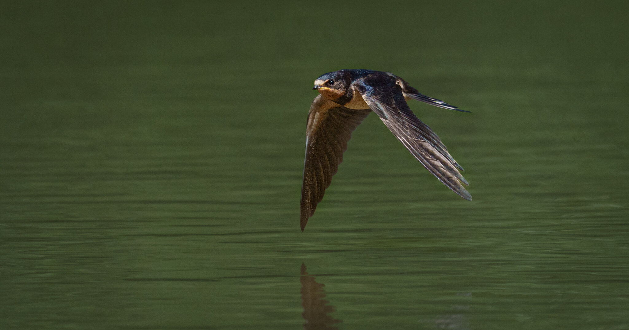 Barn Swallow (1 of 5).jpg