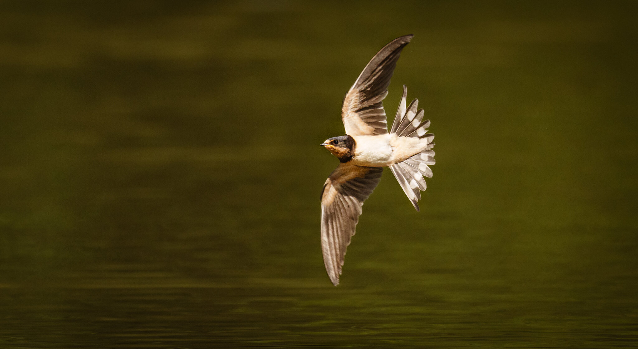 Barn Swallow (3 of 5).jpg