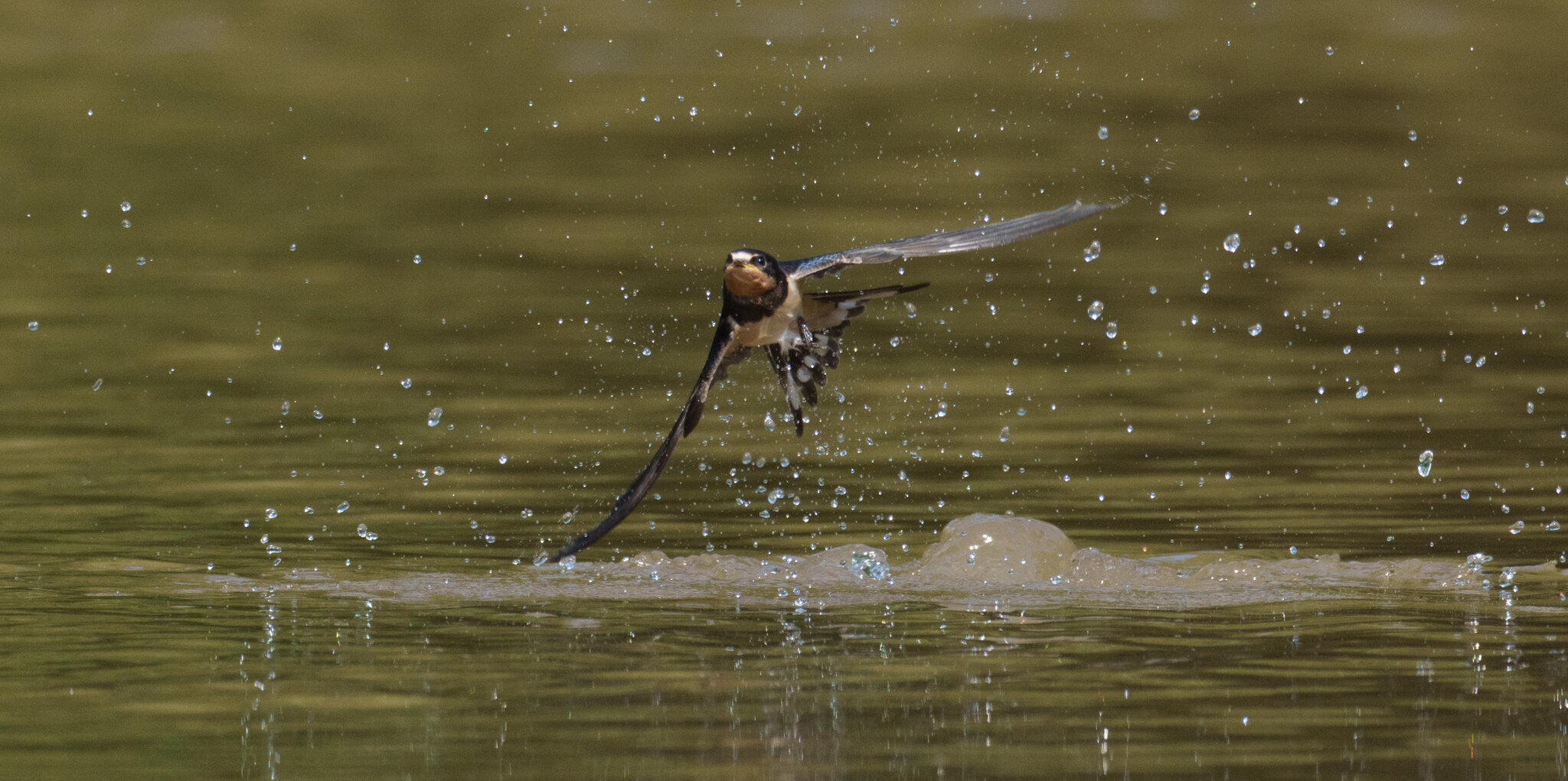 Barn Swallow (4 of 5).jpg