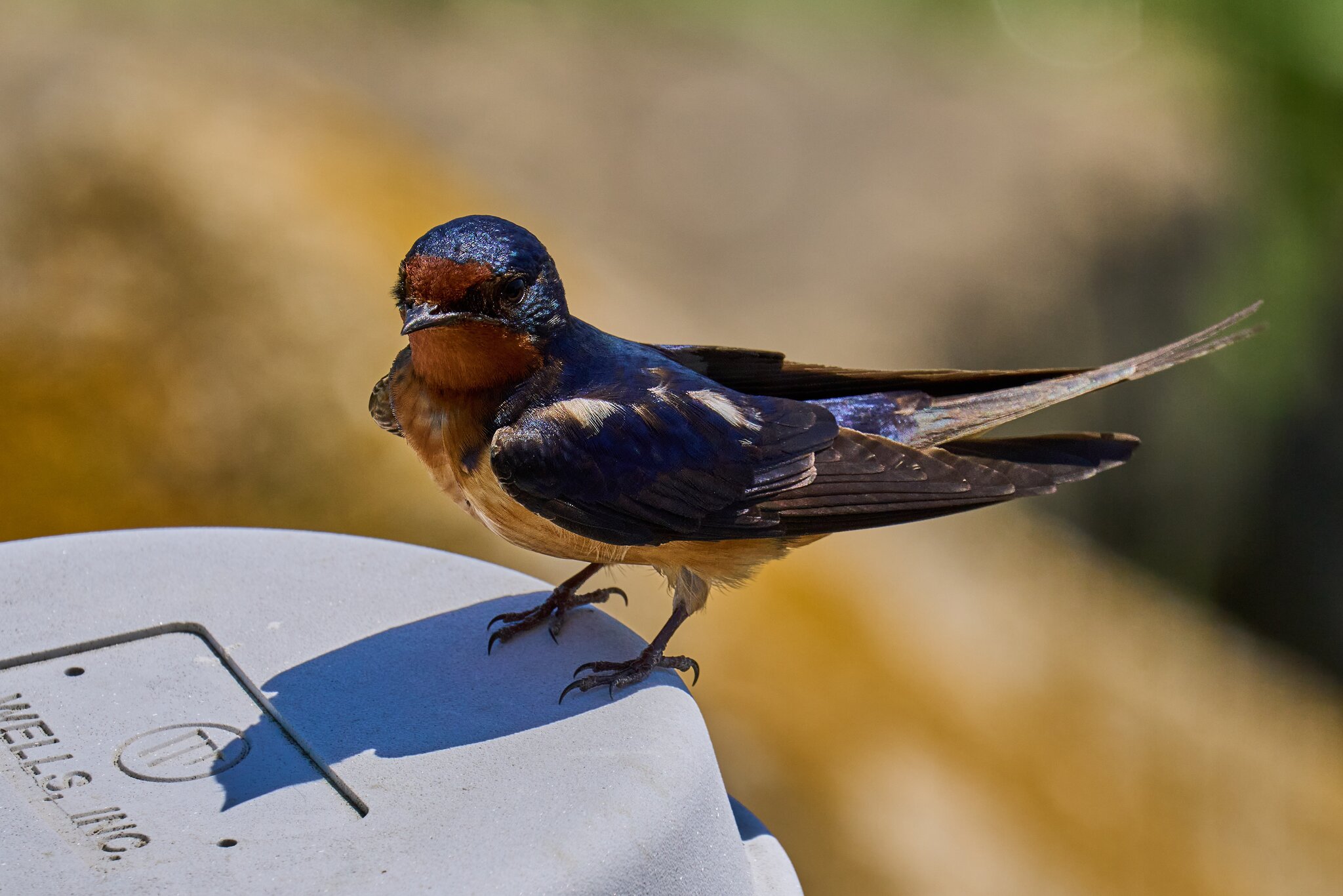 Barn Swallow - DuPont Nature Center - 05282024 - 11- DN.jpg