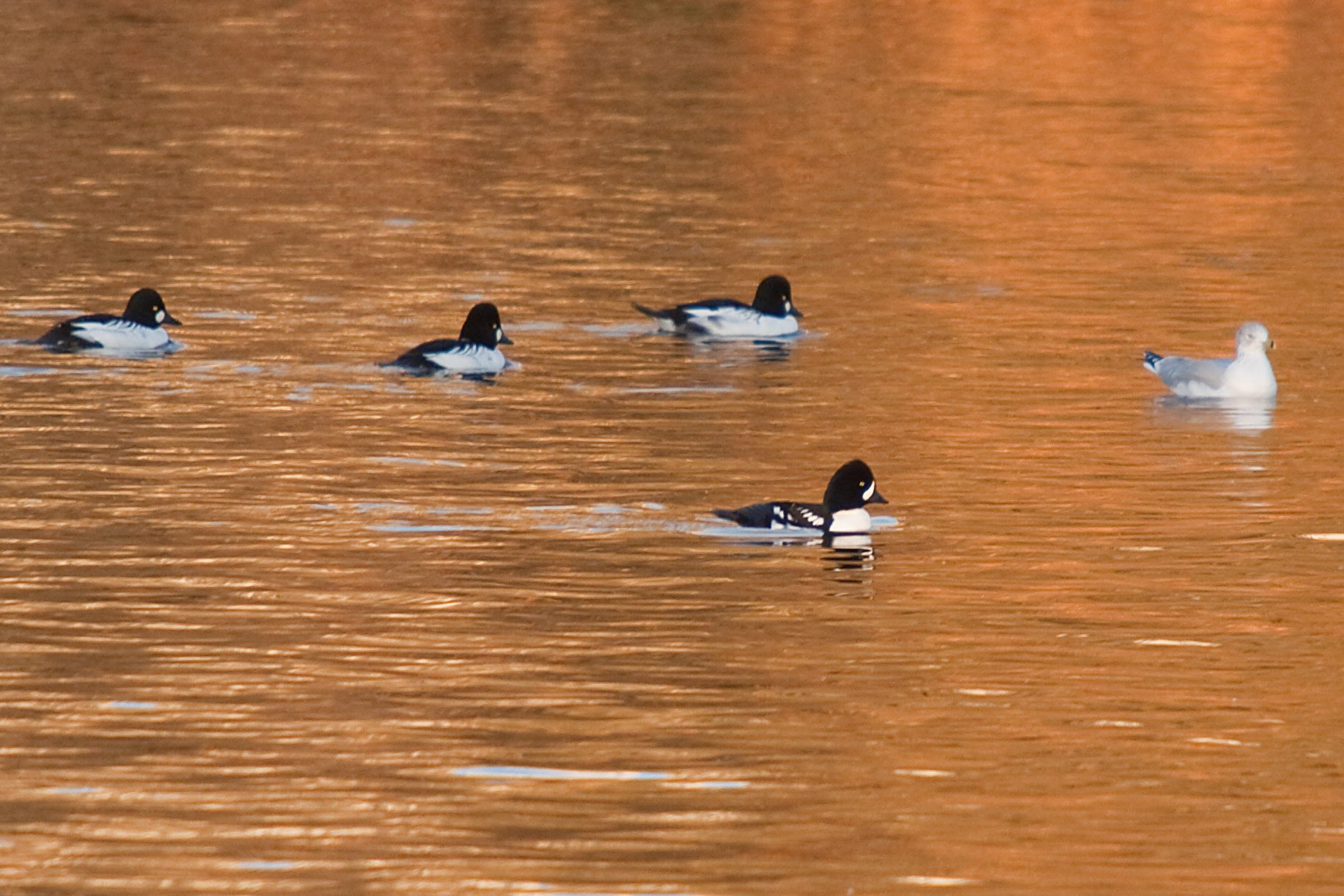 Barrows Goldeneye 1812 Rideau R 11 13 09.jpg