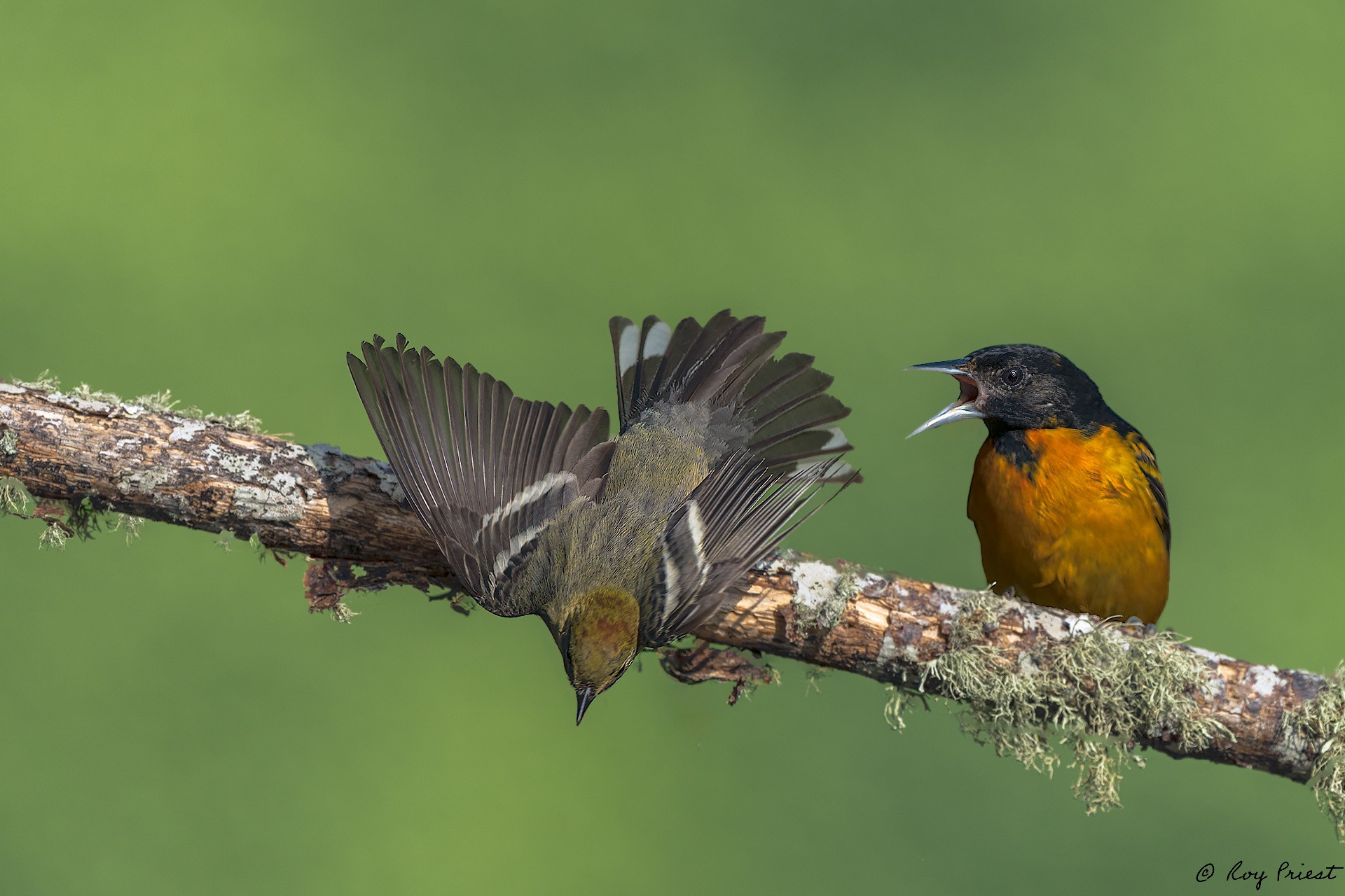 Bay-Breasted Warbler_RP20354.jpg