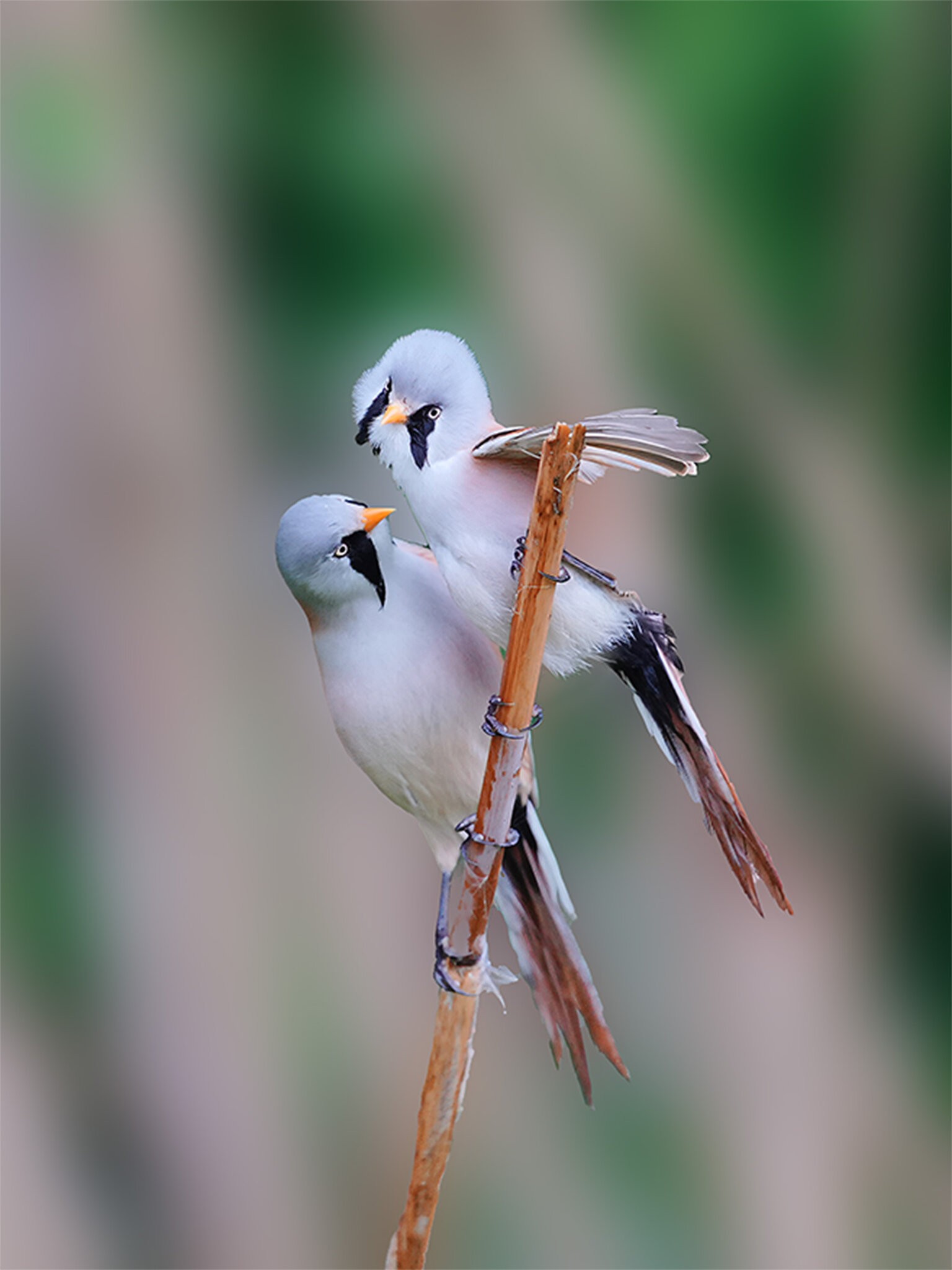 Bearded Tit