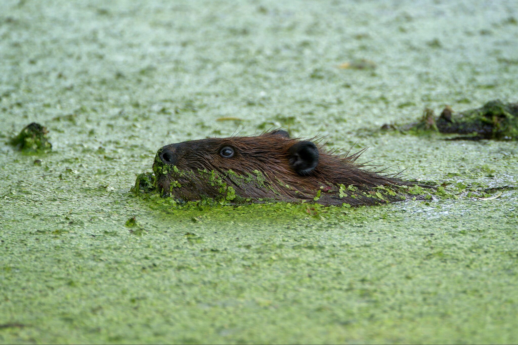 Beaver cruising through some algae