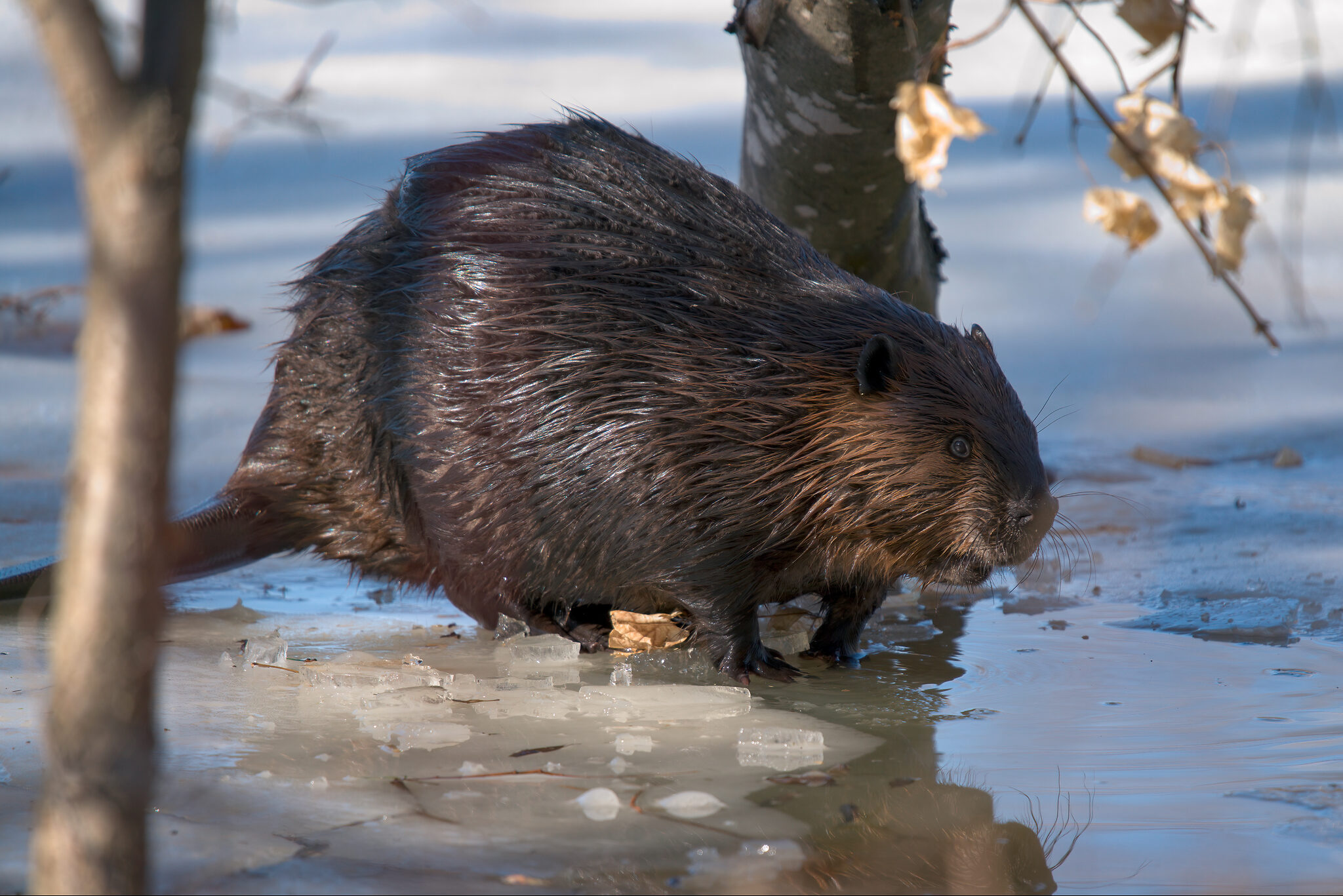 Beaver in Winter