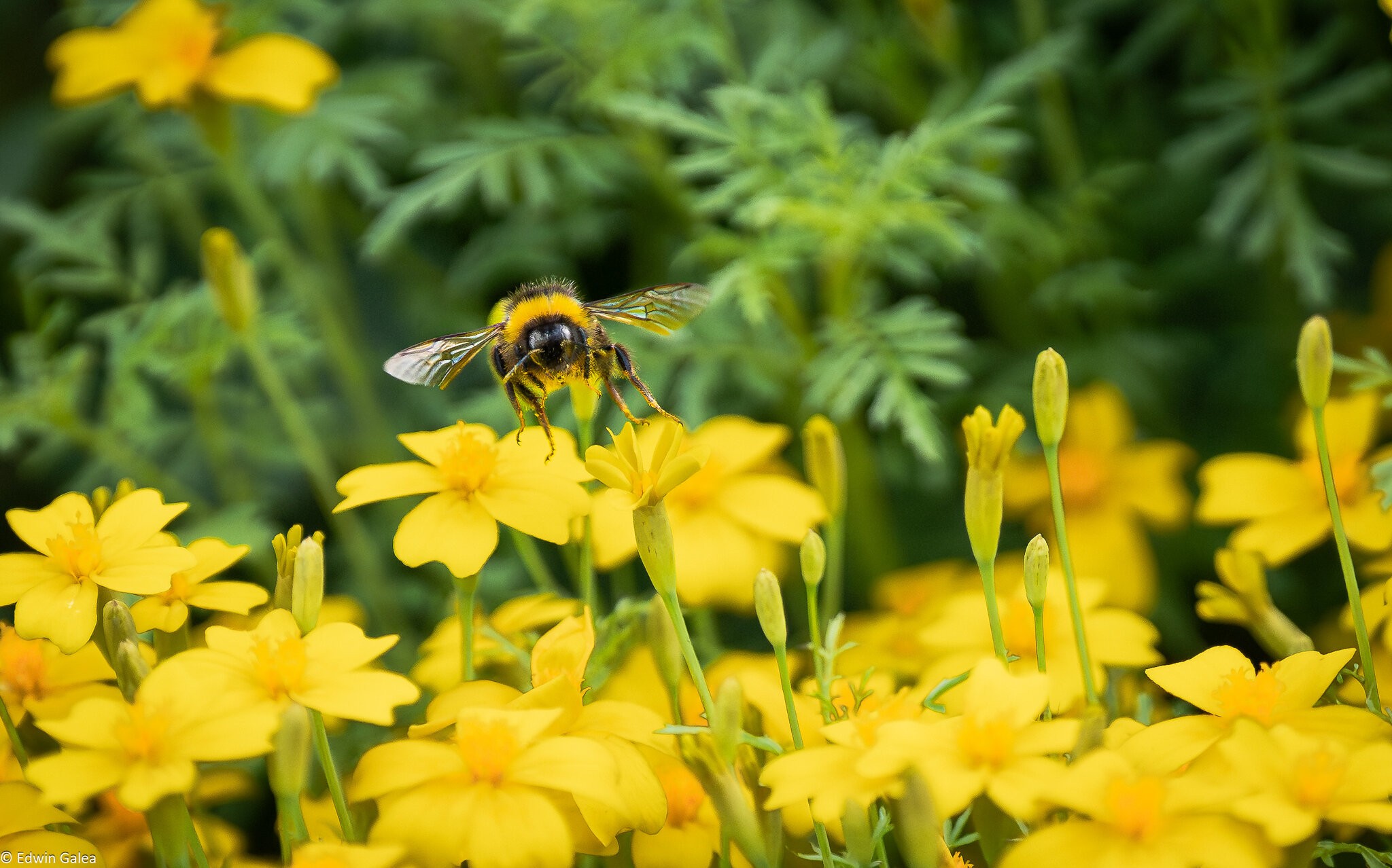 bee in yellow sea-5.jpg