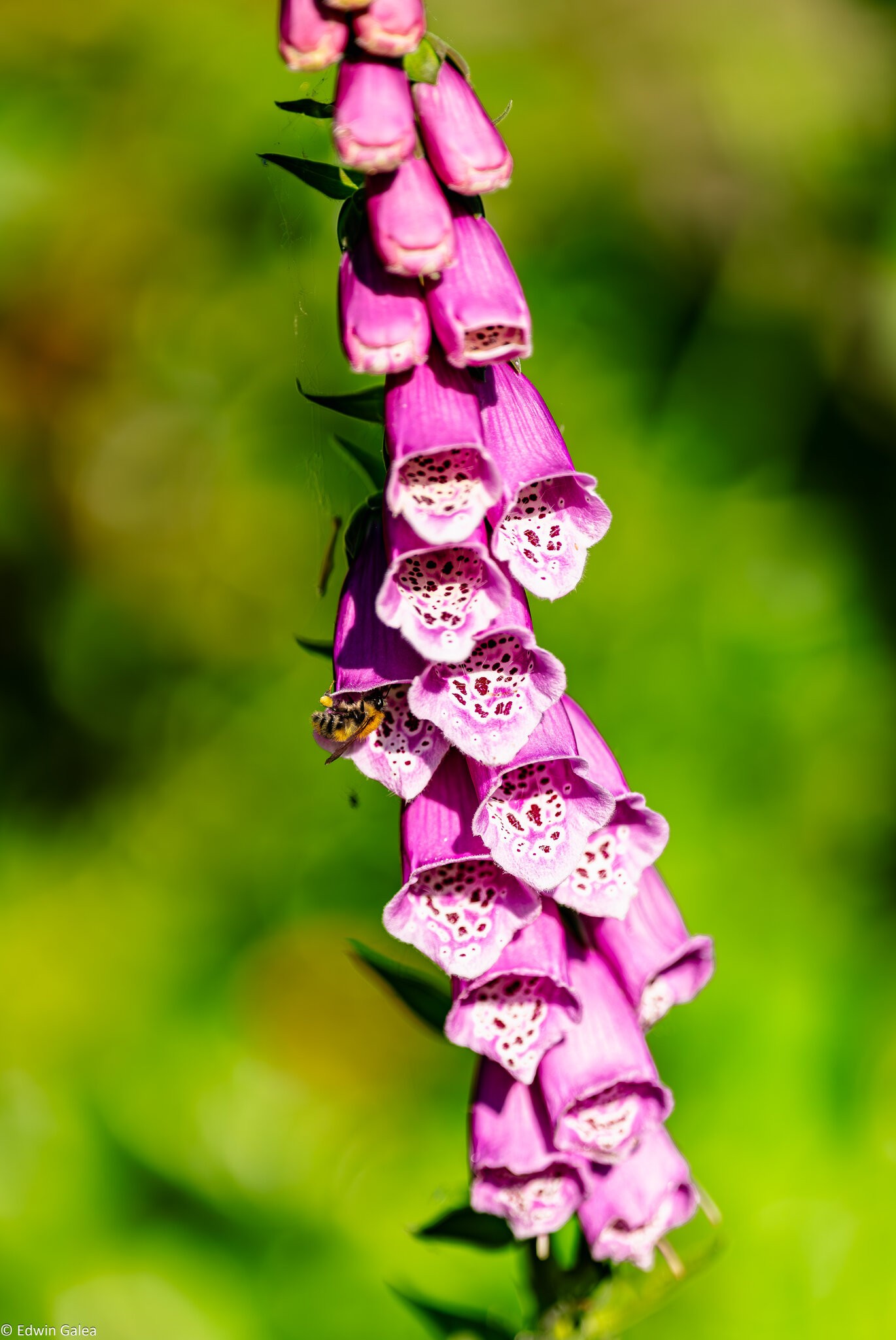 bee_in_foxglove-1.jpg