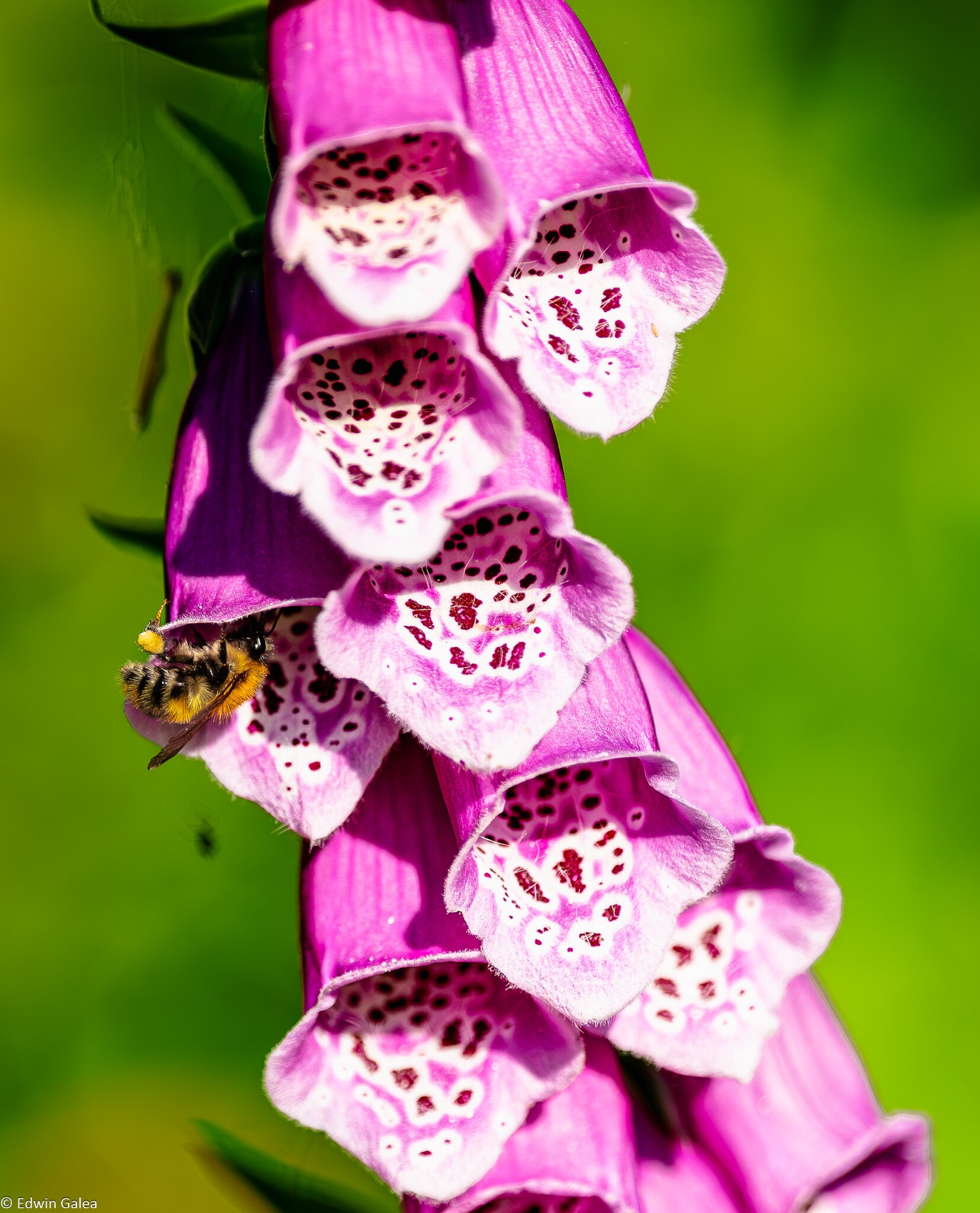 bee_in_foxglove-2.jpg