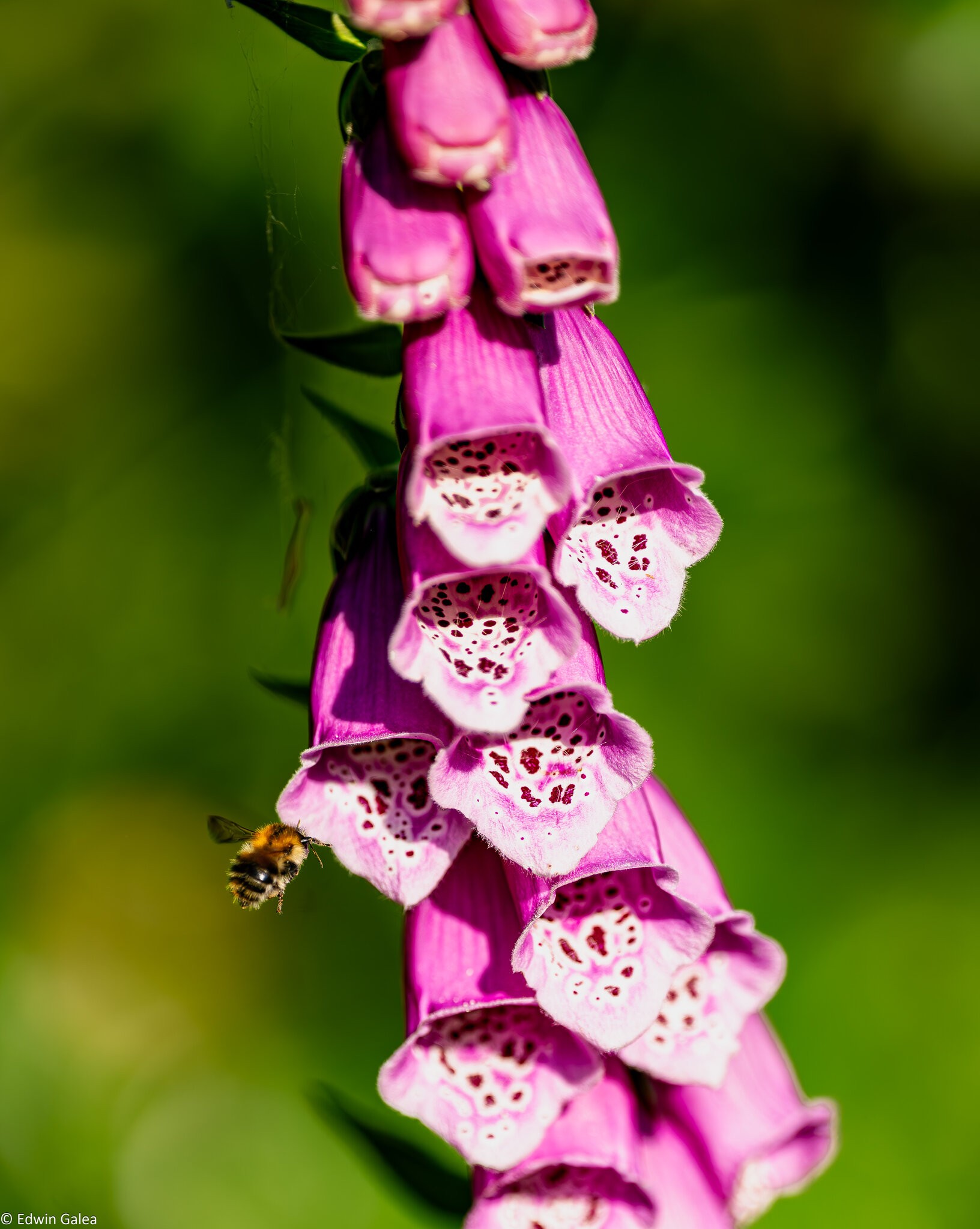 bee_in_foxglove-3.jpg