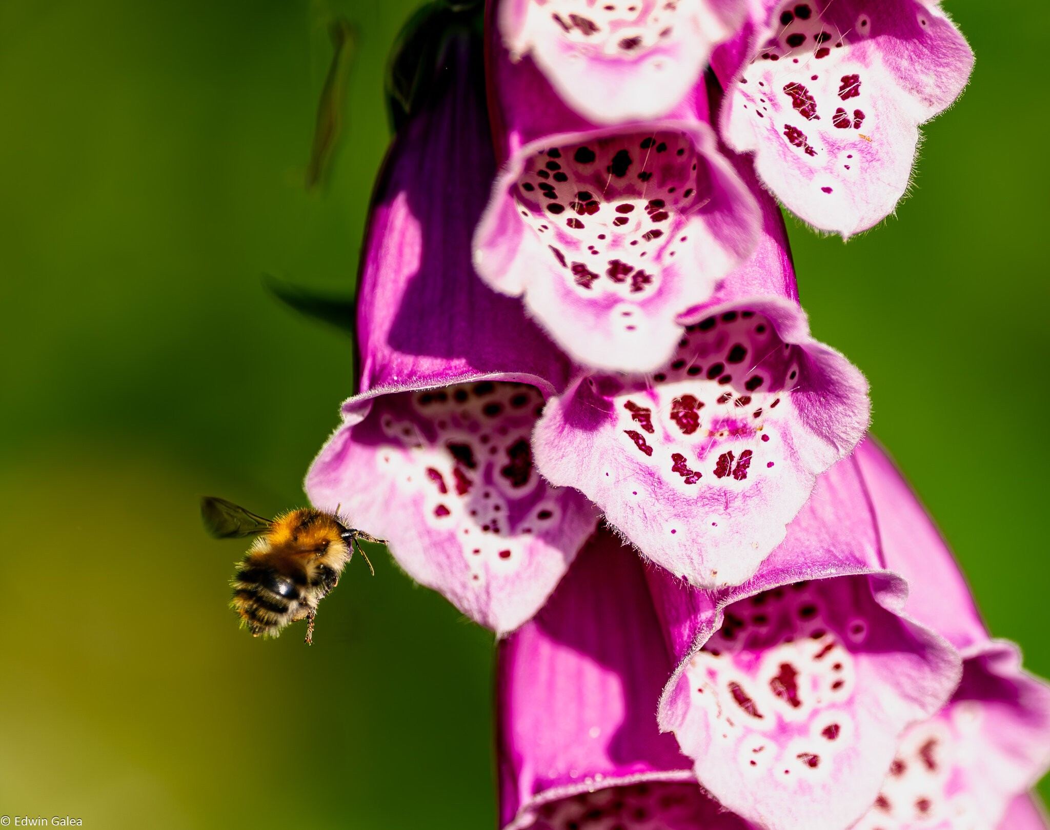 bee_in_foxglove-4.jpg