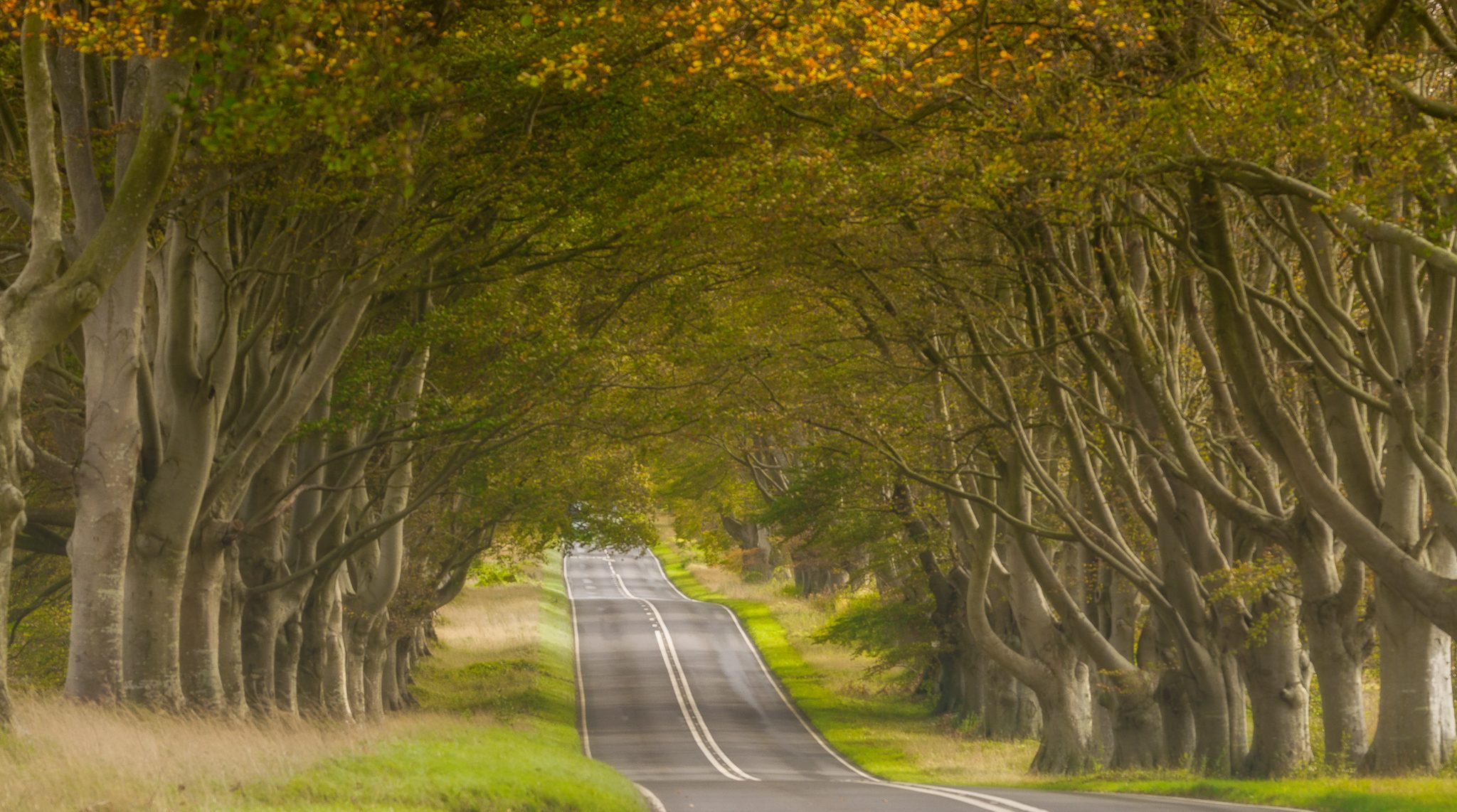 Beech Trees-11-Edit.jpg