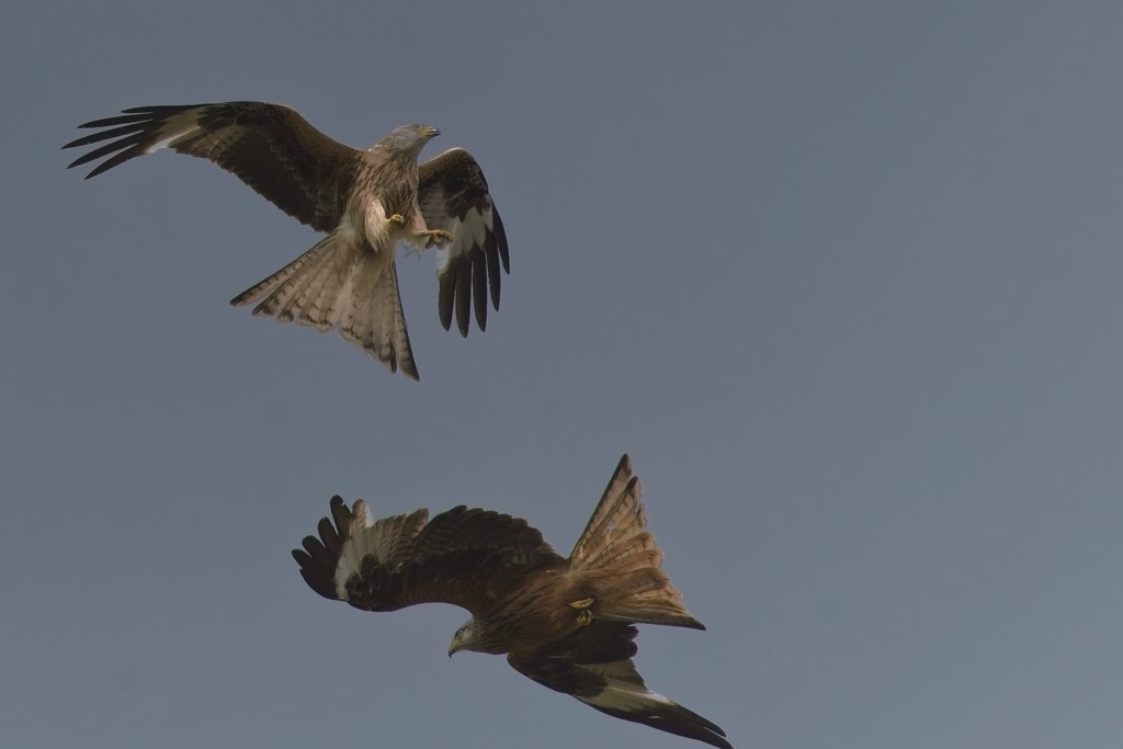 BellMack Red Kites 19_06_23.jpg