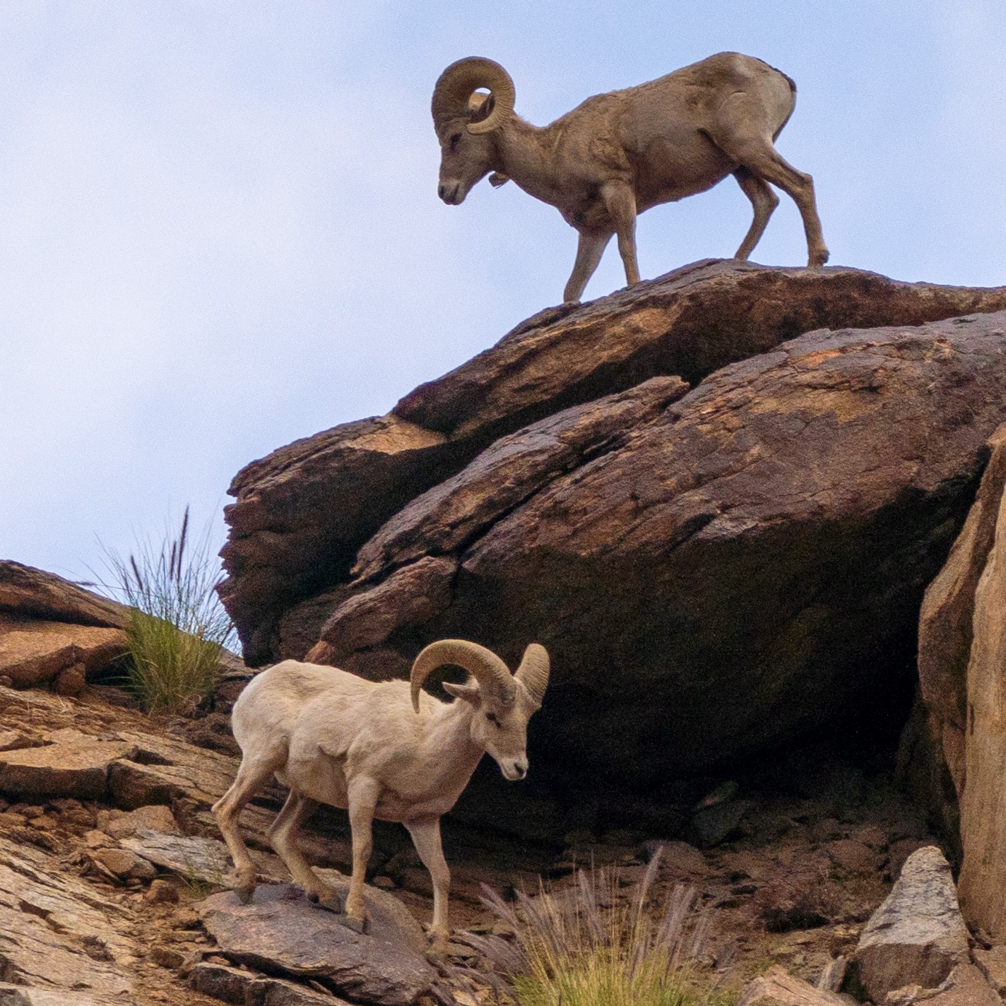 Bighorn Sheep