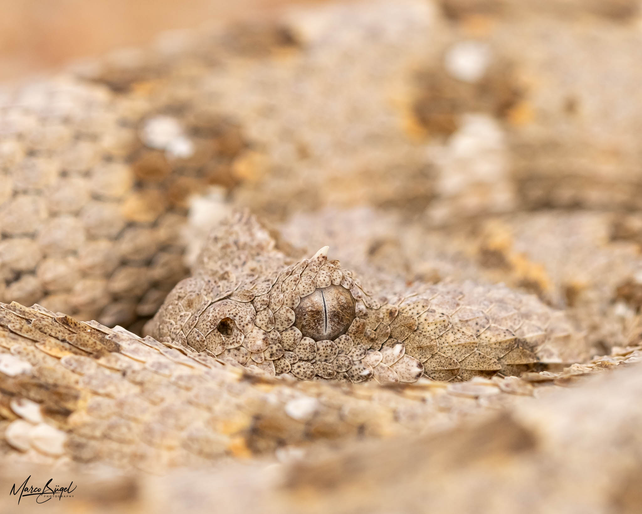 Bitis caudalis_Swakopmund2020.jpg