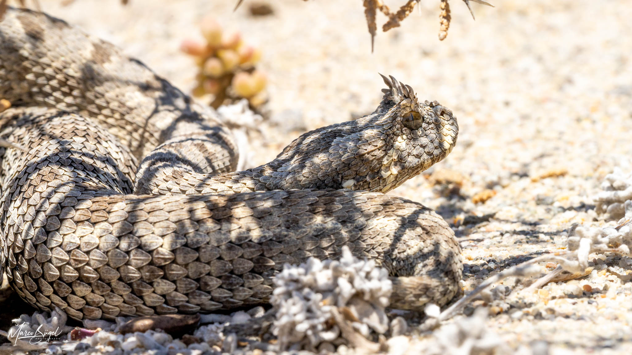 Bitis cornuta_Lüderitz2020-8.jpg