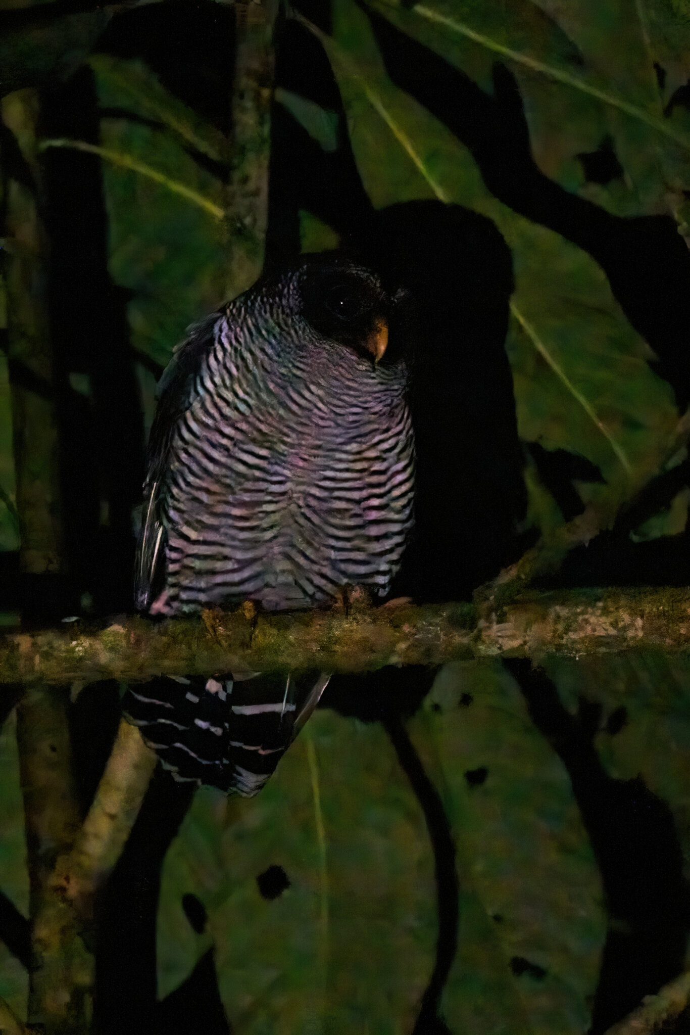 Black and White Owl - Umbrellabird Lodge - 09112022 - 01-DN.jpg