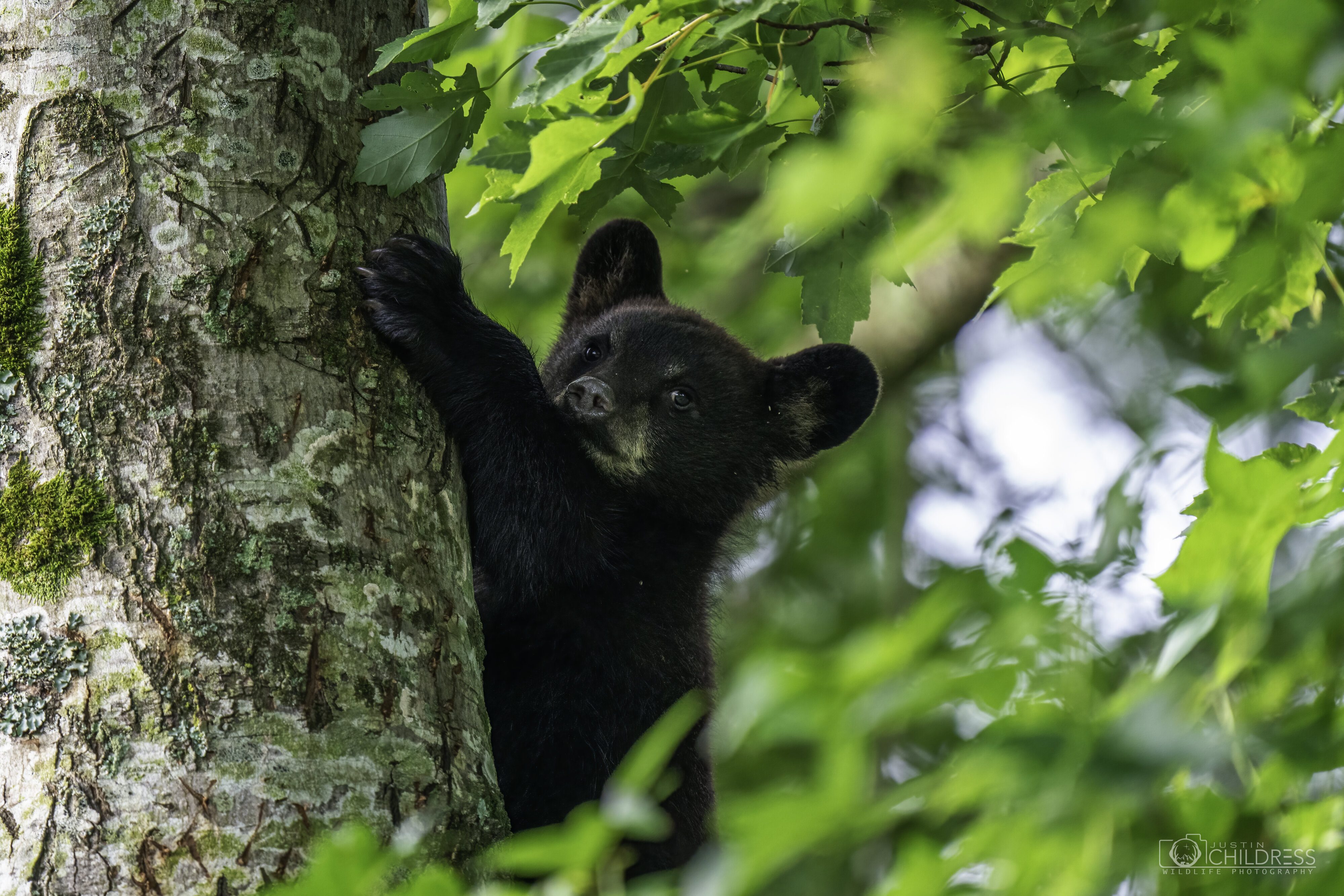 Black Bear Cub