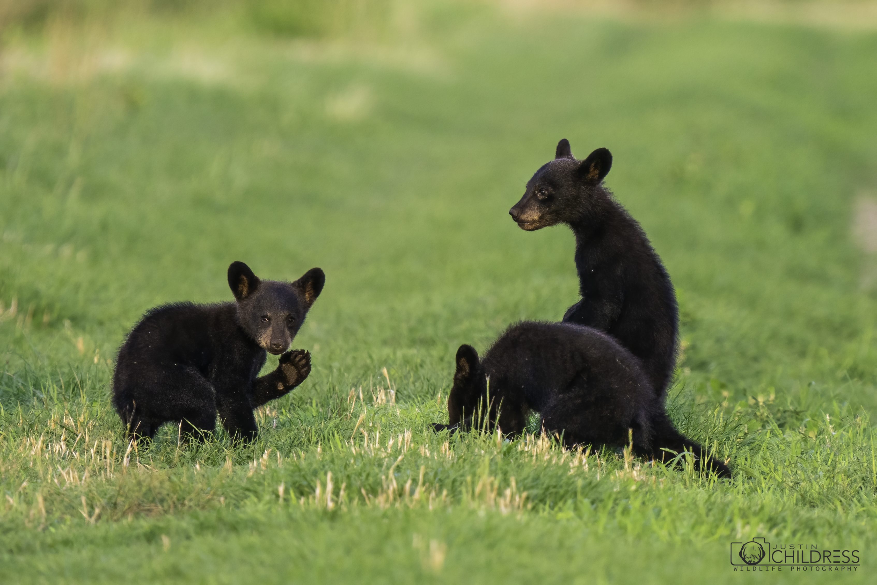 Black Bear Cubs