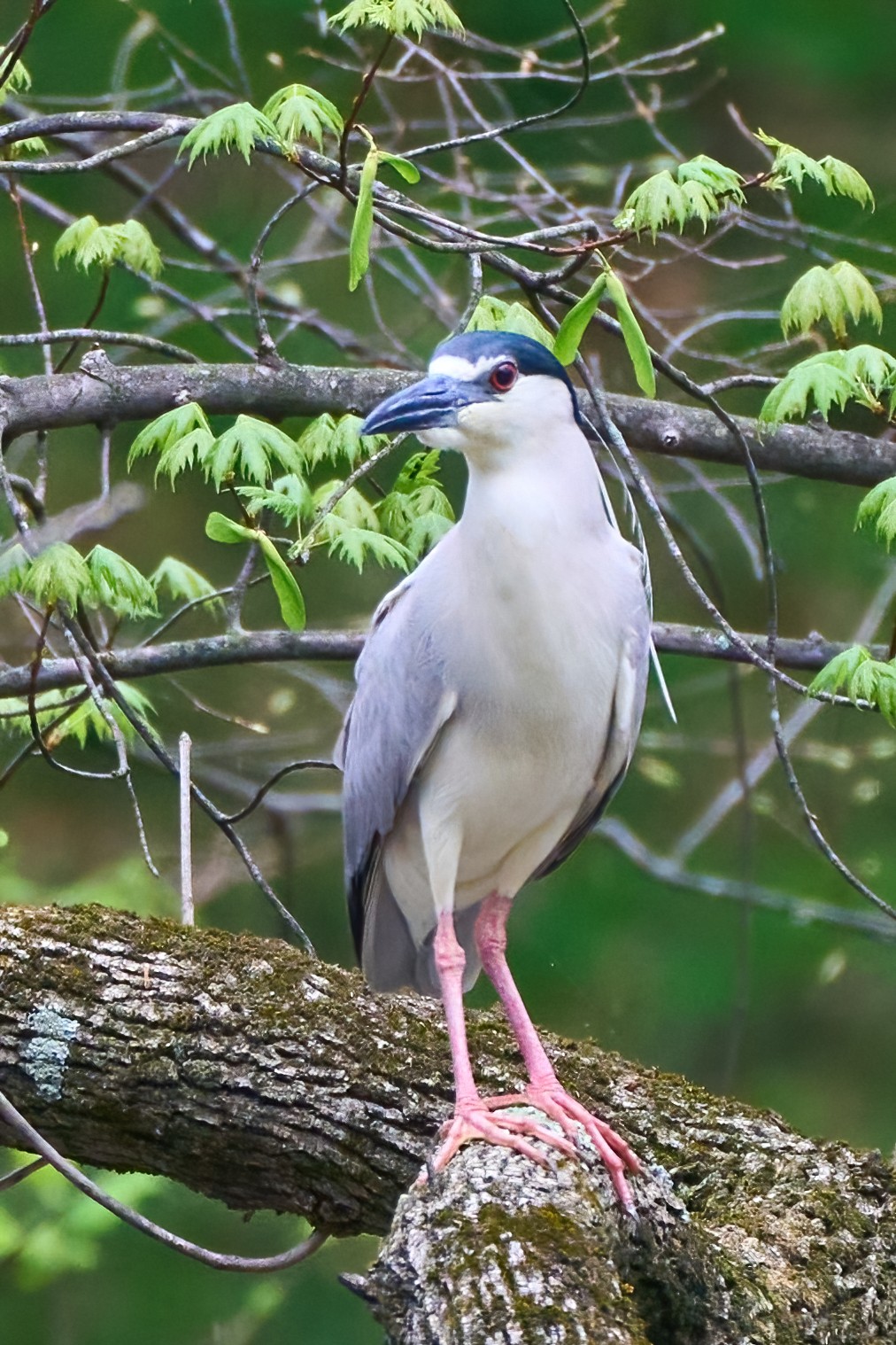 Black-Crowned Night-Heron - Brandywine - 04152023 - 03-DN.jpg