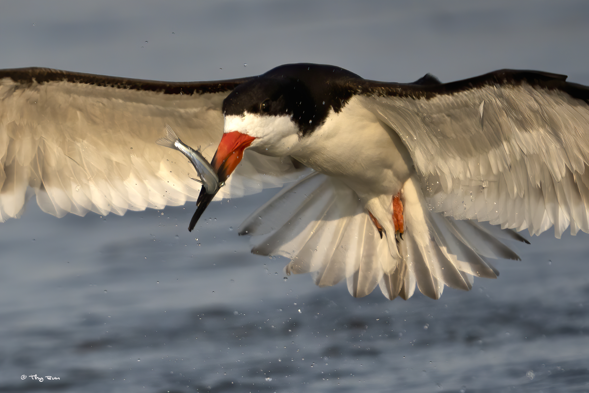 Black Skimmer with fish S.jpg