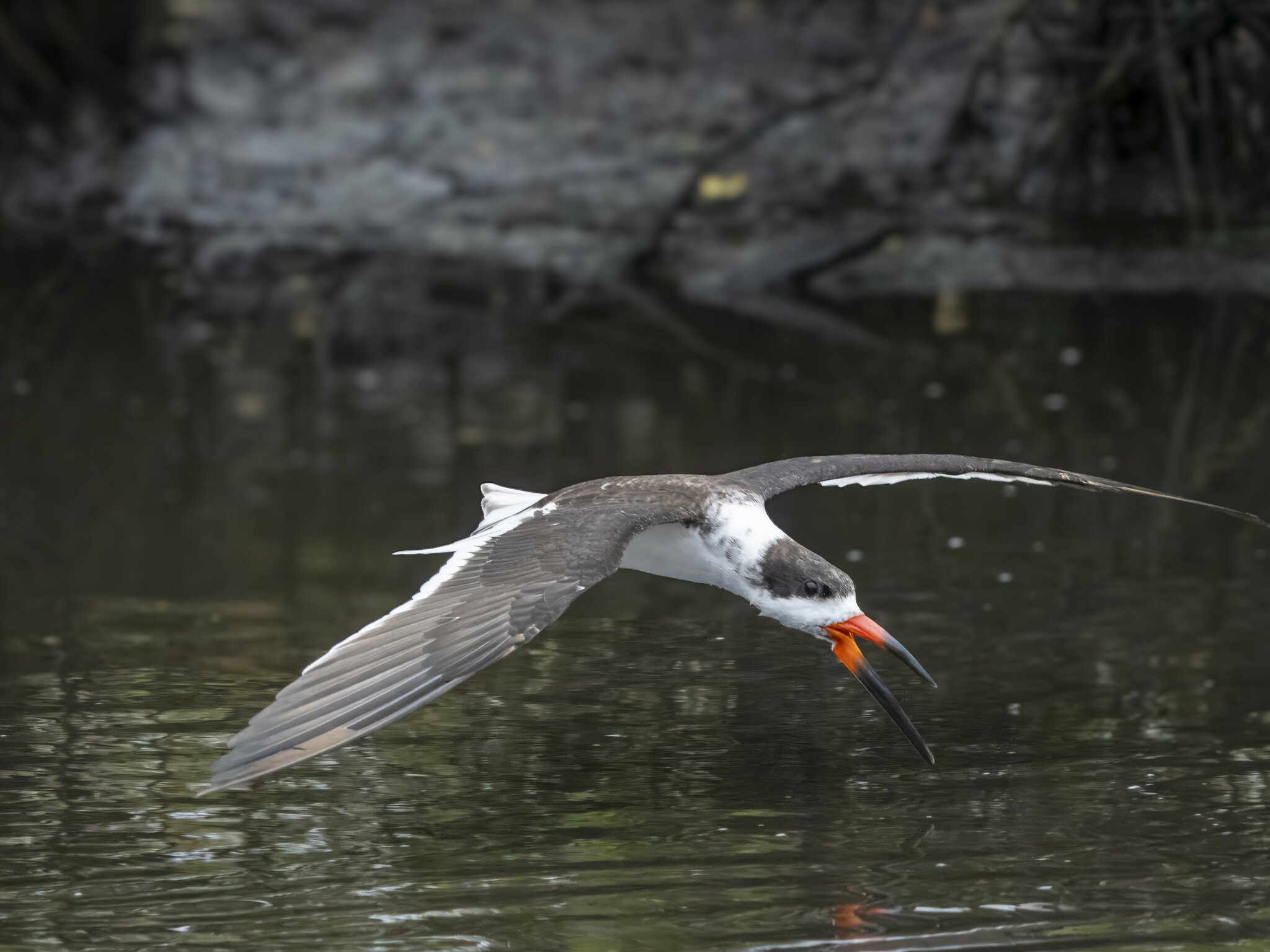 Black Skimmer01.jpg